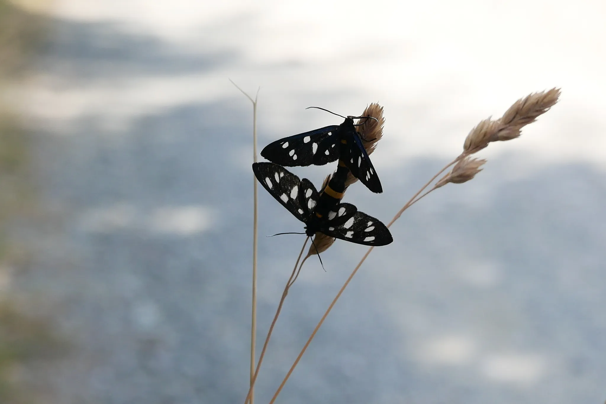 Photo showing: Nine-spotted Moth (Amata phegea)
