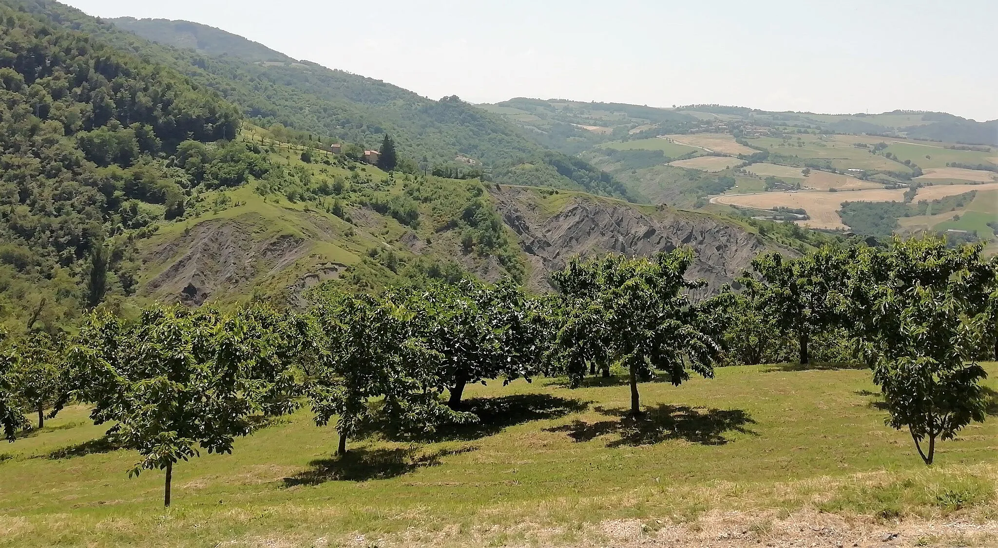 Photo showing: frutteto a ciliegi e calanchi, a Borra (Monte San Pietro)