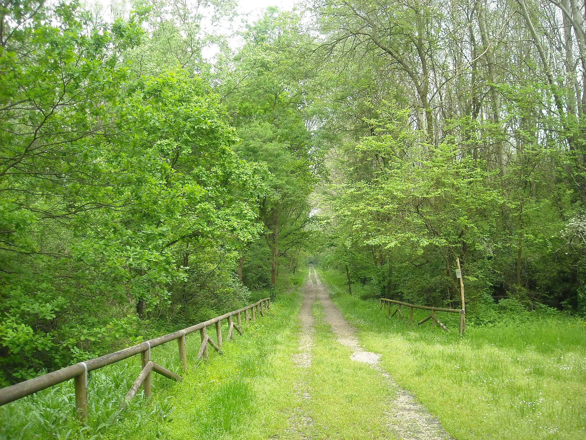 Photo showing: Bosco della Panfilia - Sant’Agostino (FE) - Italy