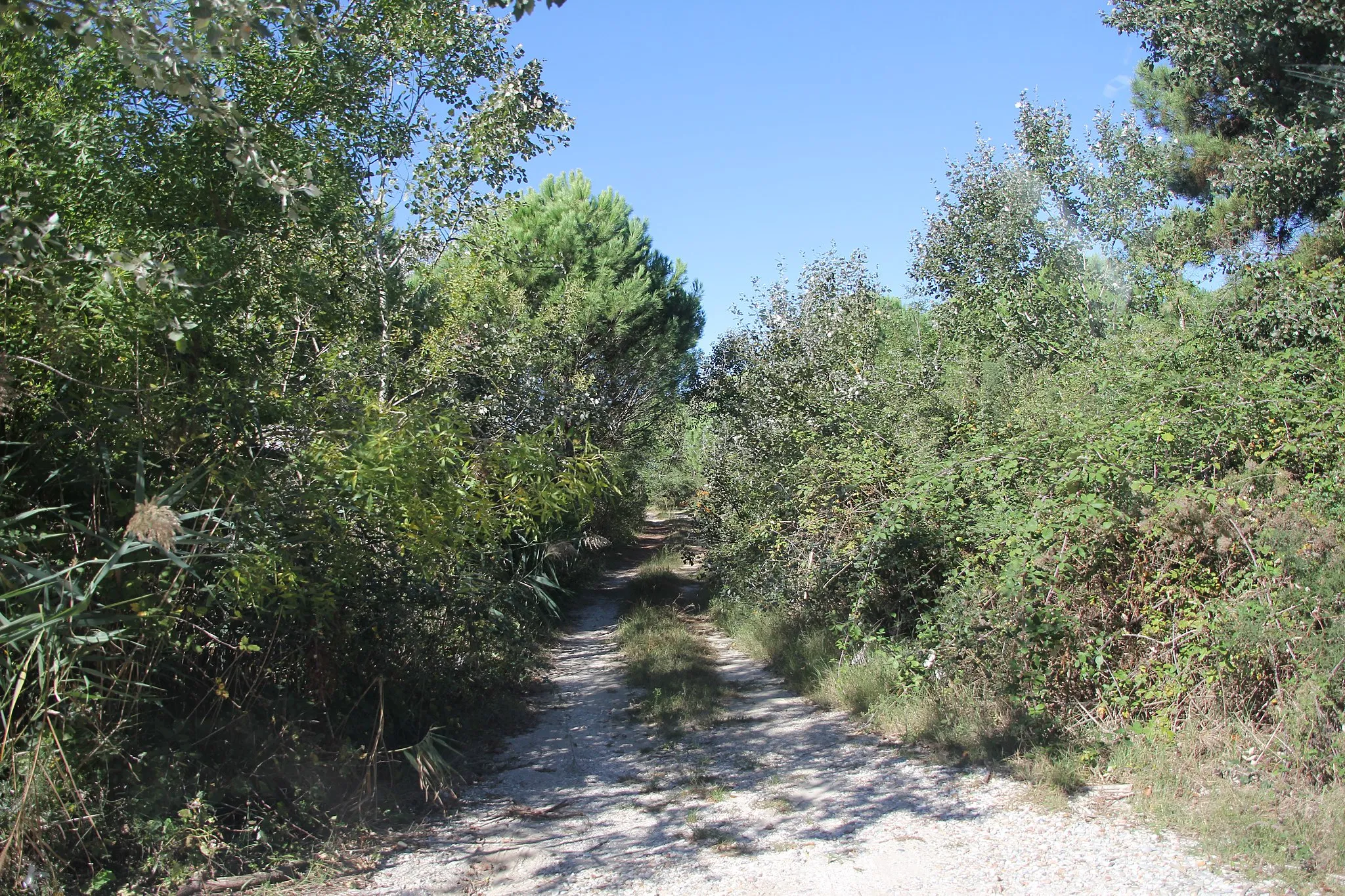 Photo showing: Ravenna, pineta di Casal Borsetti