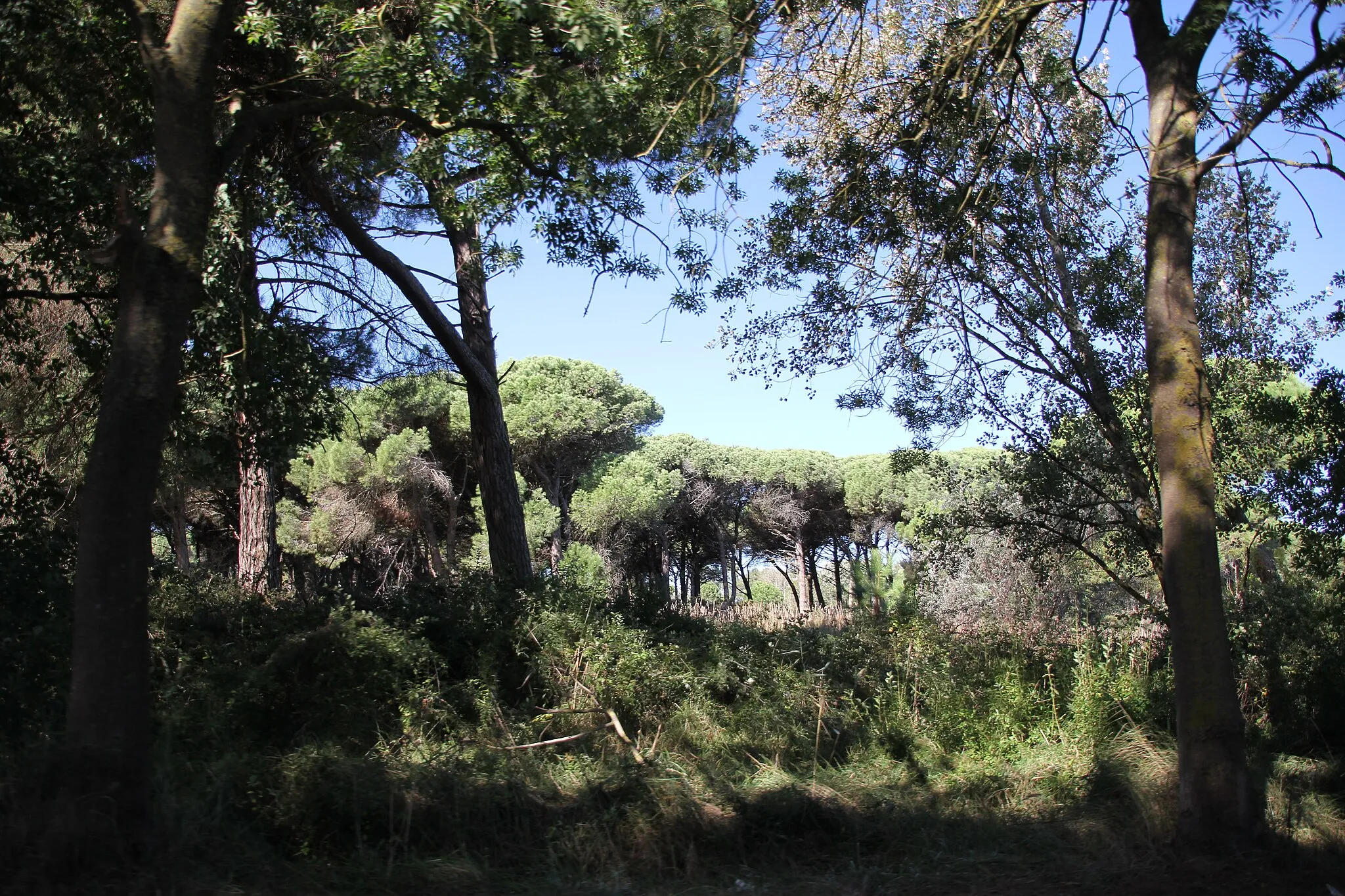 Photo showing: Ravenna, pineta di Casal Borsetti