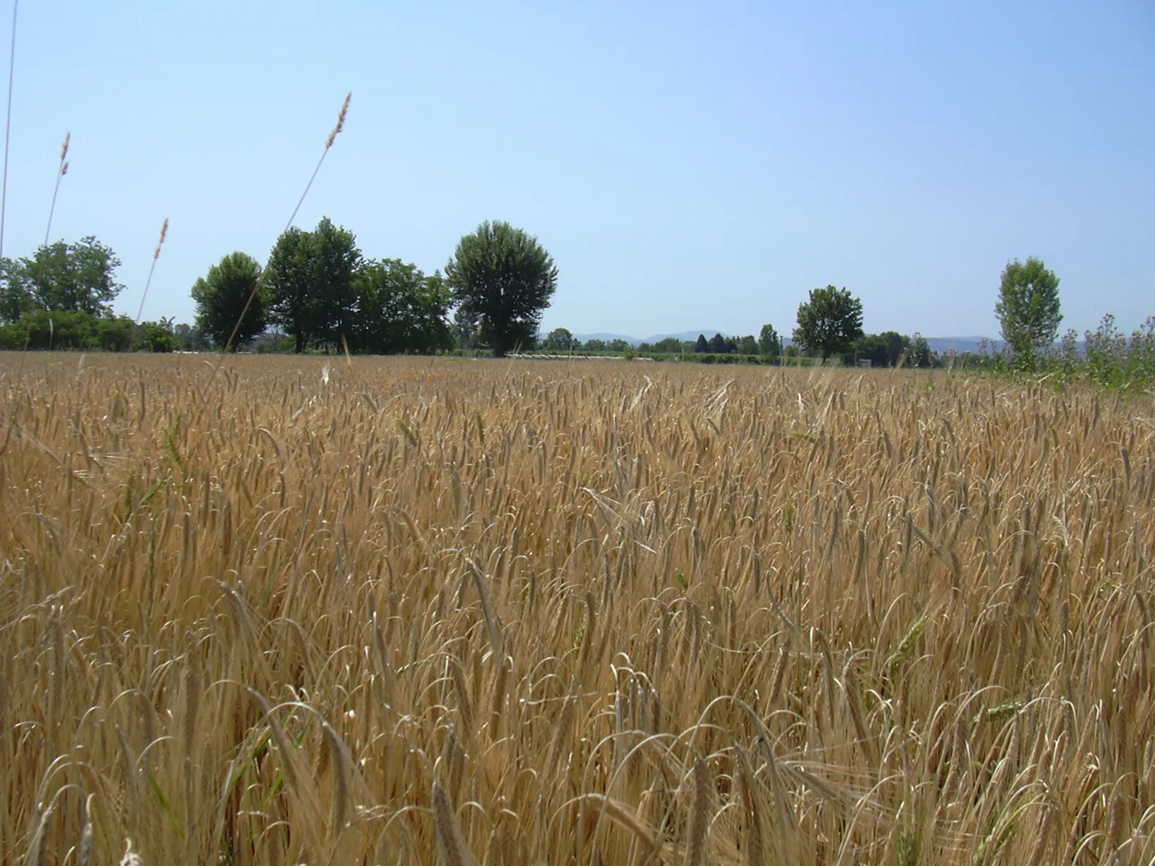 Photo showing: Crops of wheat in Villa Aiola
