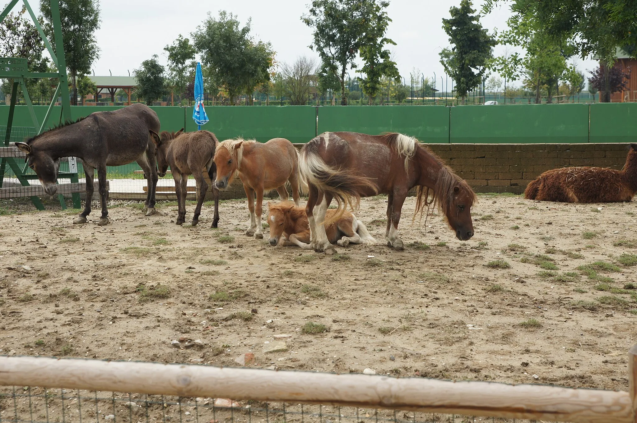 Photo showing: Parco Safari Ravenna