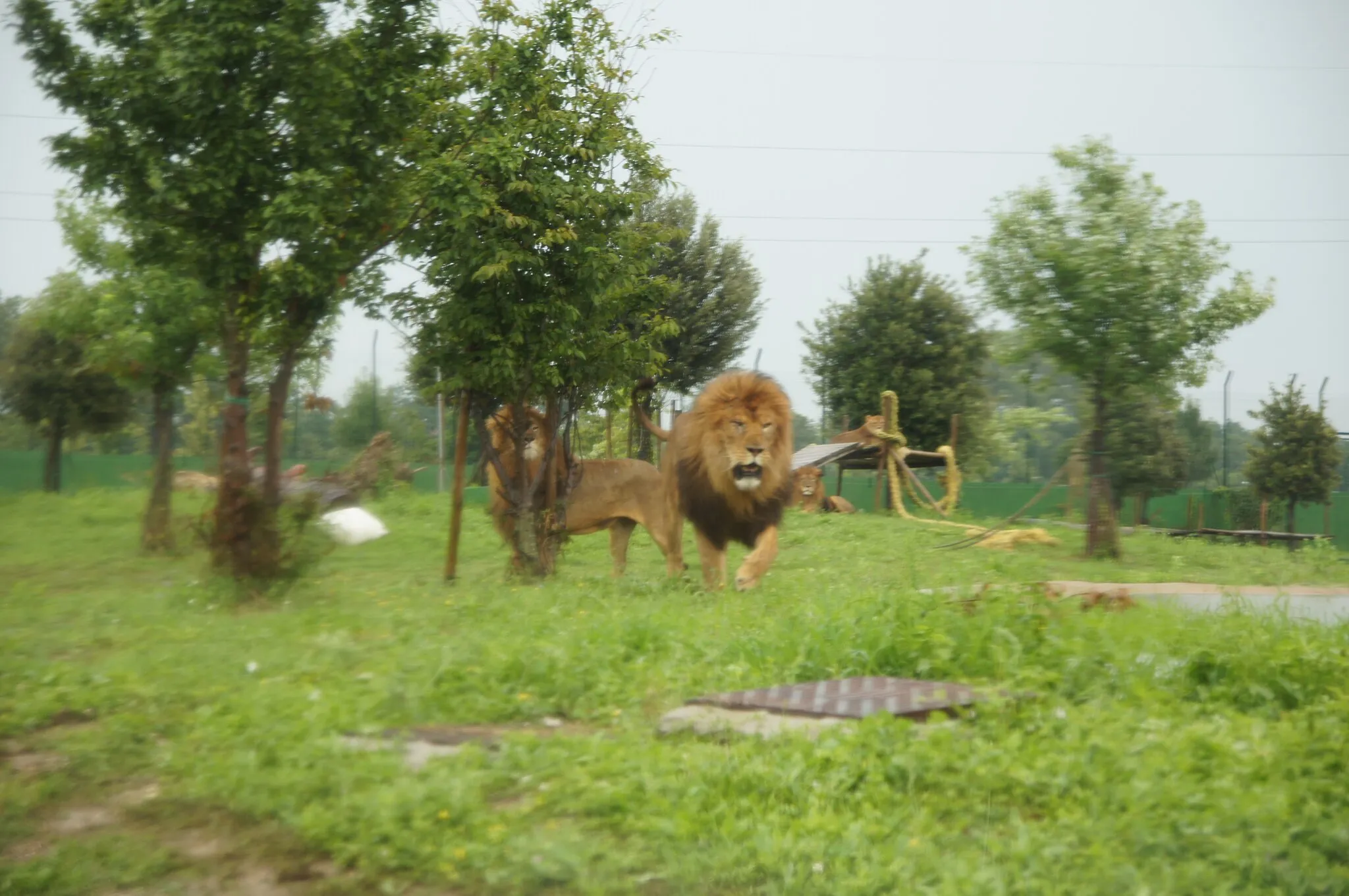 Photo showing: Parco Safari Ravenna