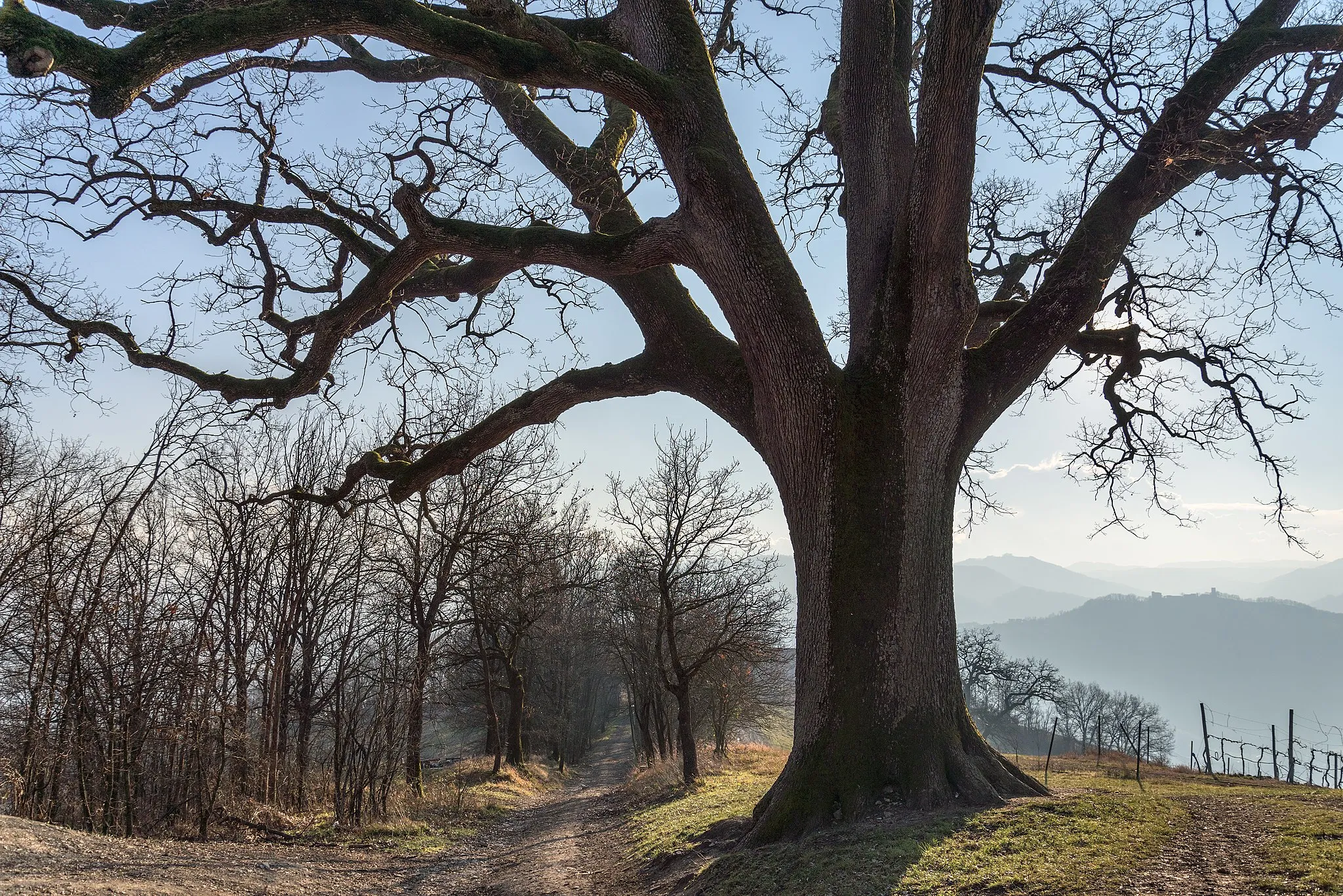 Photo showing: La Grande Quercia - Scandiano (RE) Italia - 1 Febbraio 2015