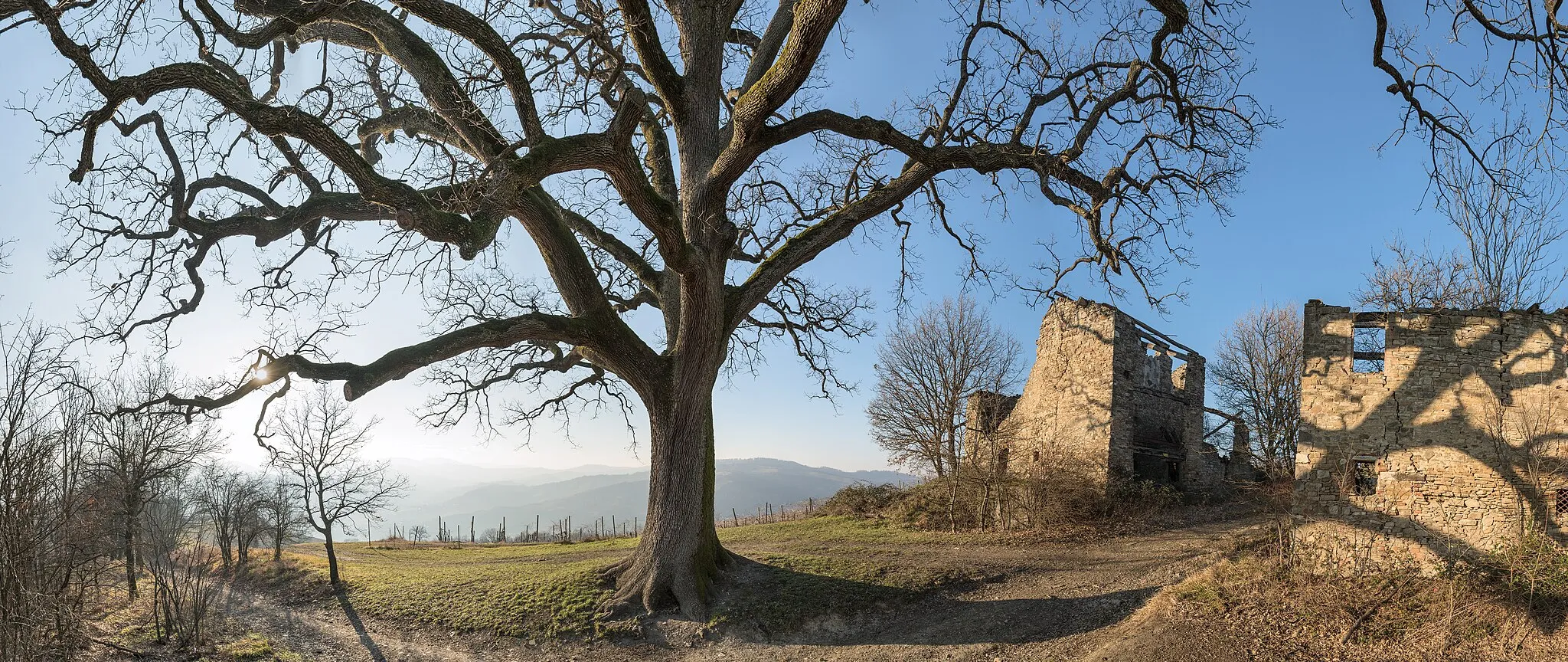 Photo showing: La Grande Quercia (The Big Oak) - Scandiano, Reggio Emilia, Italy