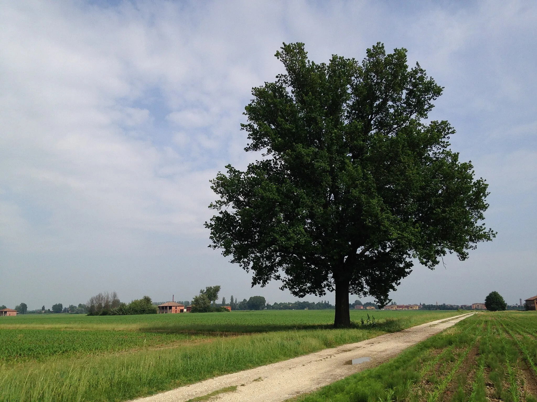 Photo showing: countryside nearby Molinella