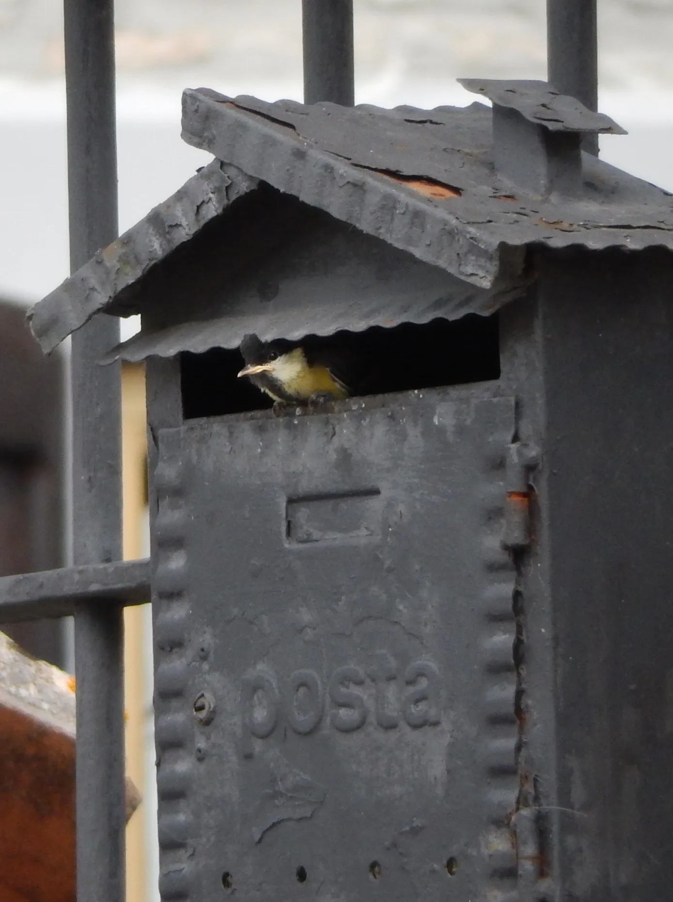 Photo showing: Great tit chick looking out of the mailbox used as nest