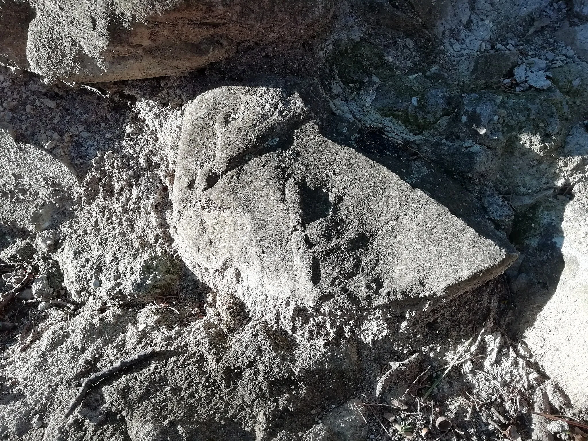 Photo showing: Pietra con fossile usata per costruire un muretto, nei pressi del Santuario delle Formiche.