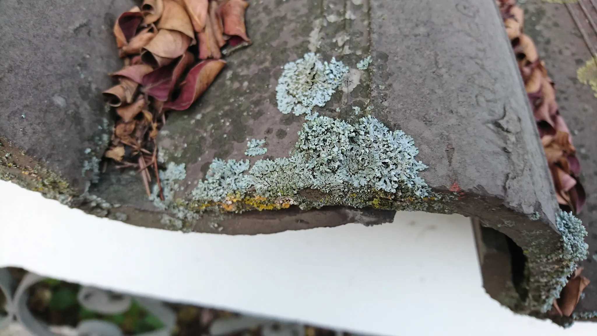 Photo showing: Hooded Rosette Lichen (Physcia adscendens)