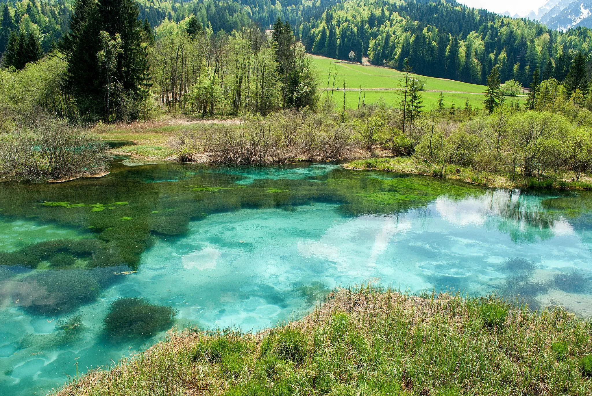Photo showing: Zelenci, Sava Dolinka Spring