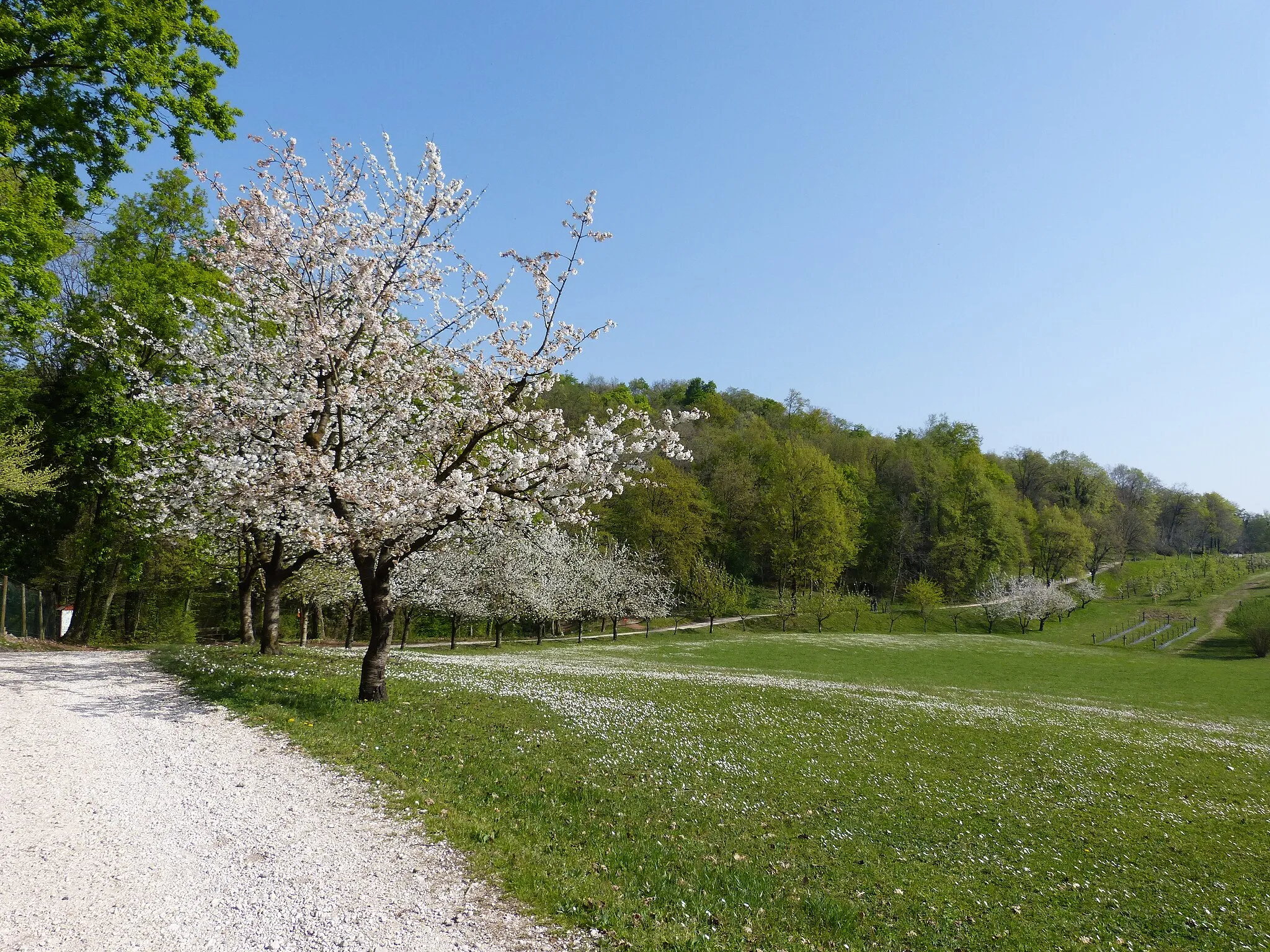 Photo showing: Ciliegi in fiore sul Parco di San Floriano