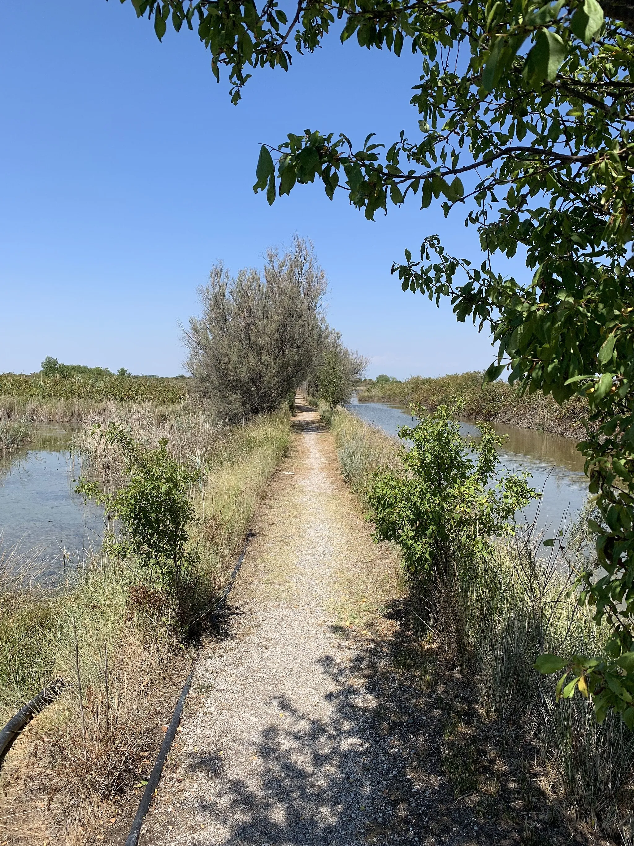 Photo showing: Canal Novo Valley Nature Reserve - protected wetland in Marano Lagunare, Udine, Friuli Venezia-Giulia, Italy
