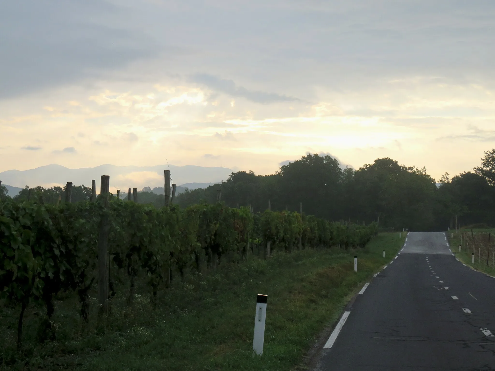Photo showing: Vineyard in Dobravlje, Municipality of Sežana, Slovenia