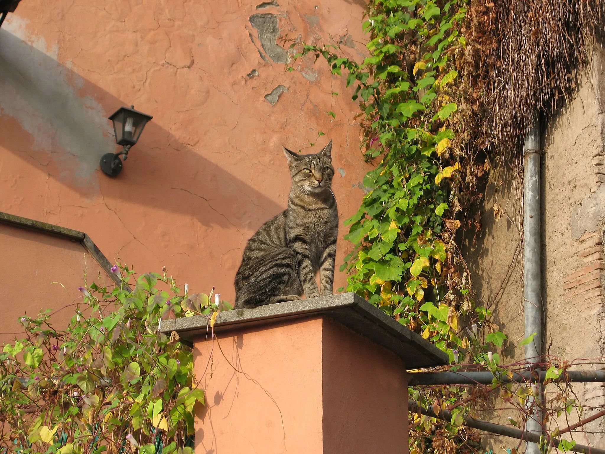 Photo showing: Gato