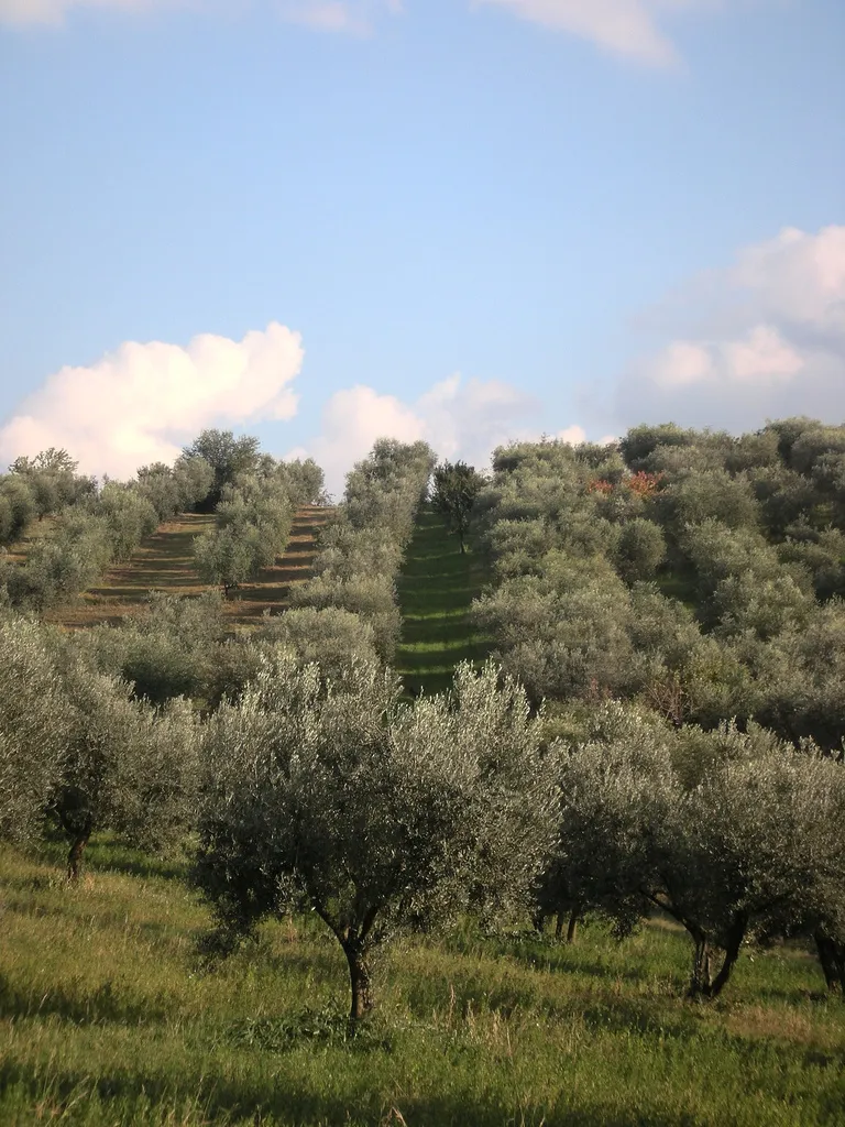 Photo showing: Olive Trees in "Fara in Sabina" Rieti, Central Italy.