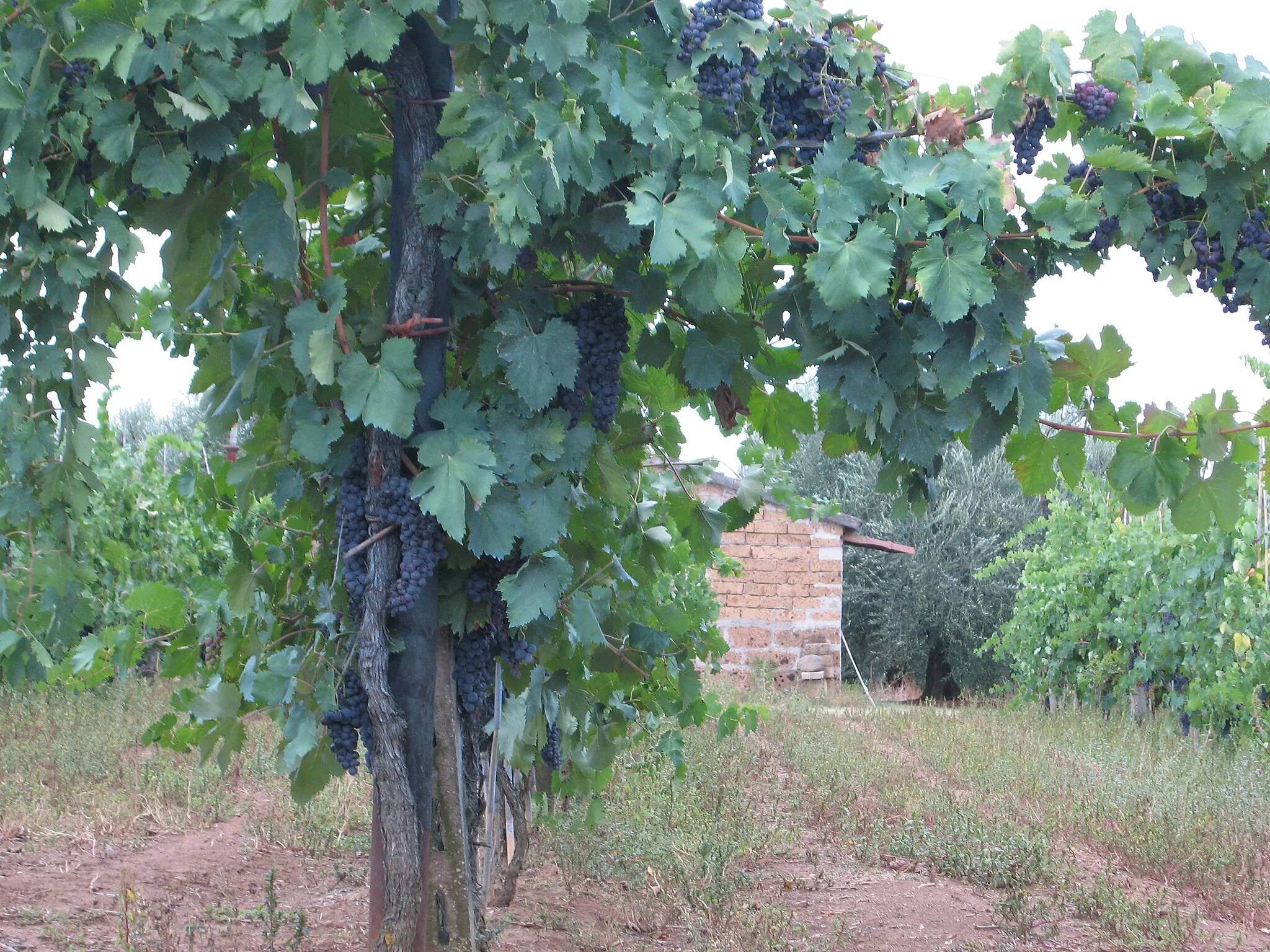 Photo showing: Vino, Nepi, Province of Viterbo, Lazio, Italy