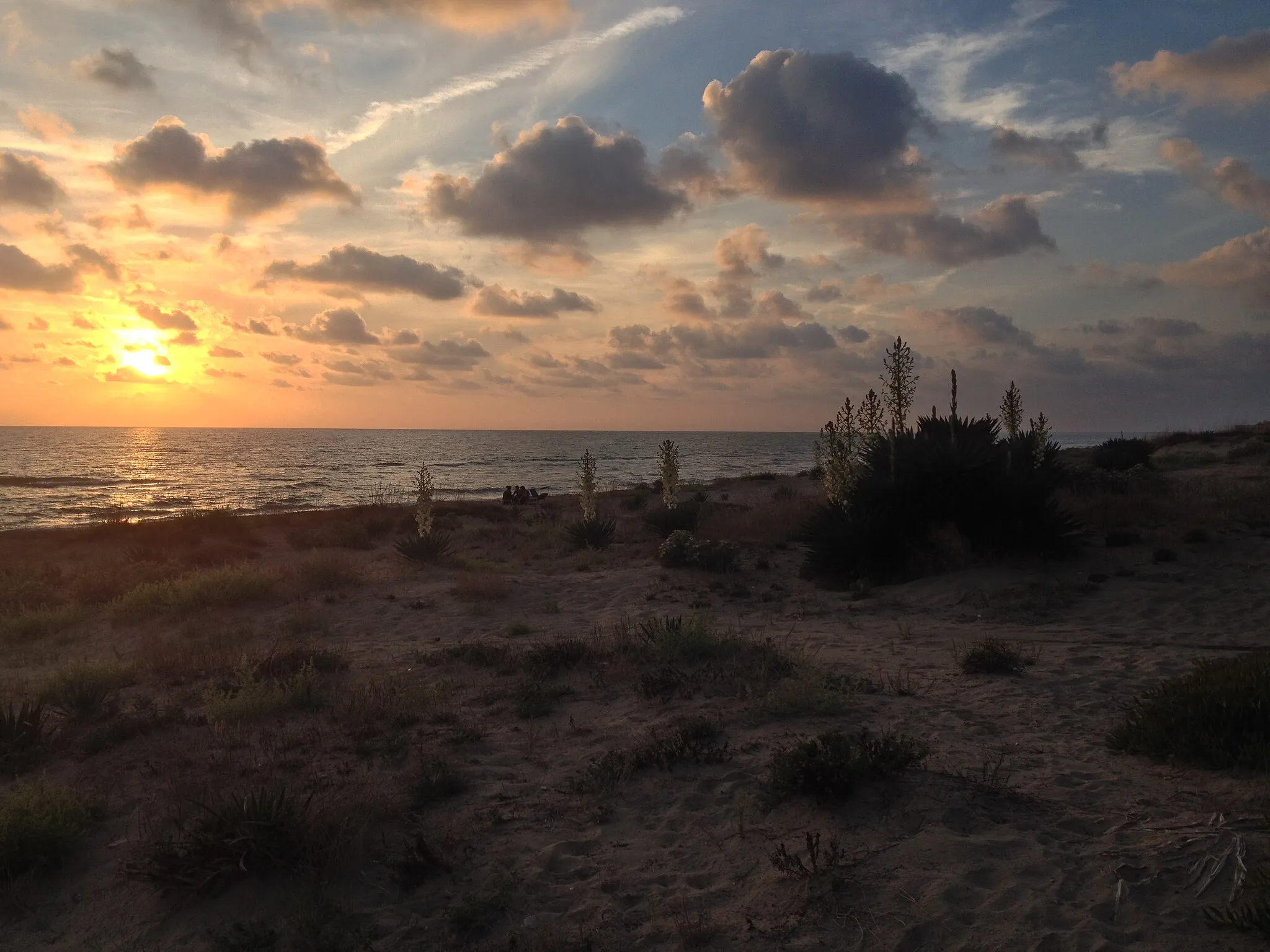 Photo showing: La spiaggia di Torvaianica (Pomezia, Italia) al tramonto, con le piante di yucca fiorite