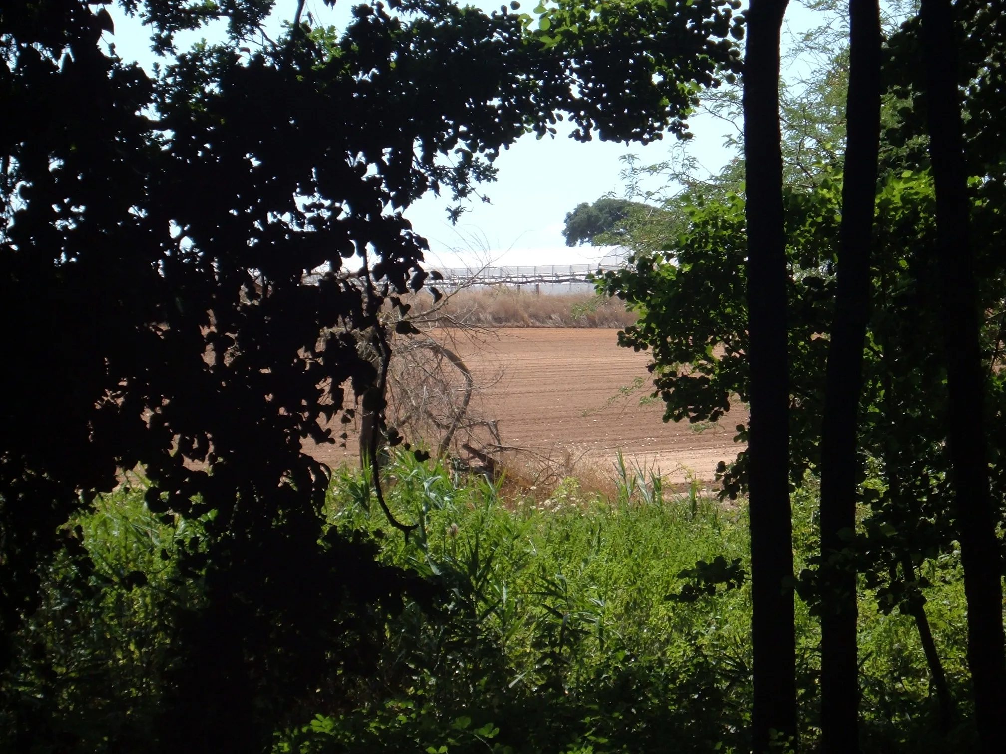 Photo showing: Campi nell'agro pontino presso Sabaudia