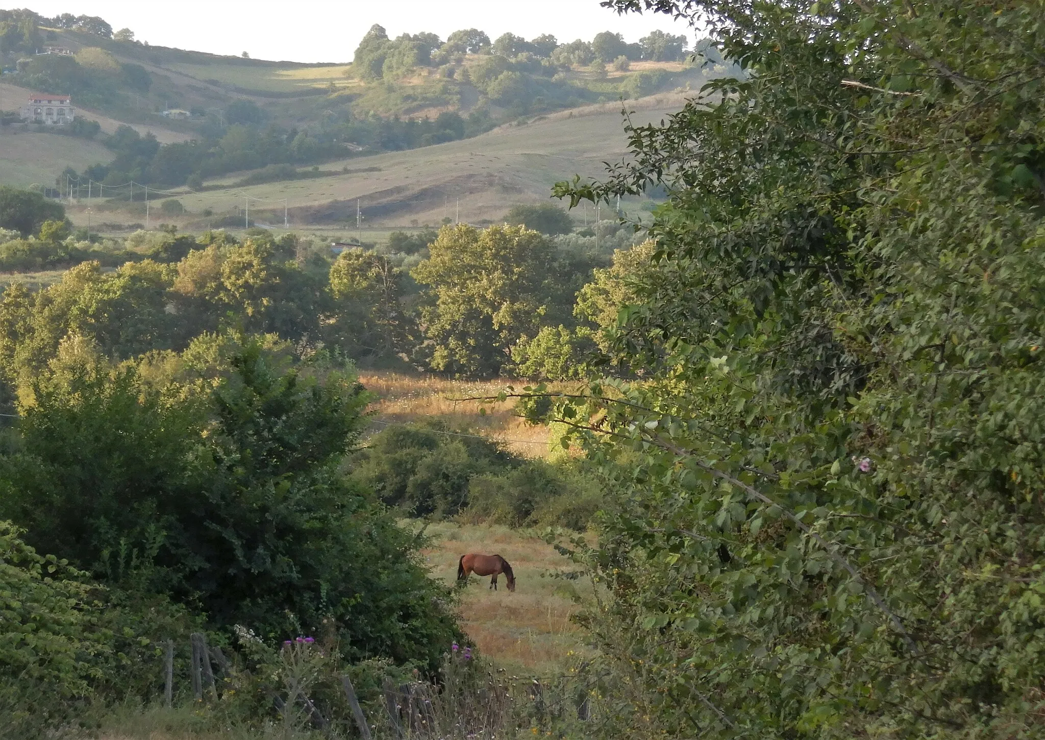 Photo showing: parco regionale di Veio (Q3895752)
Cavallo solitario nella campagna del Parco di Veio