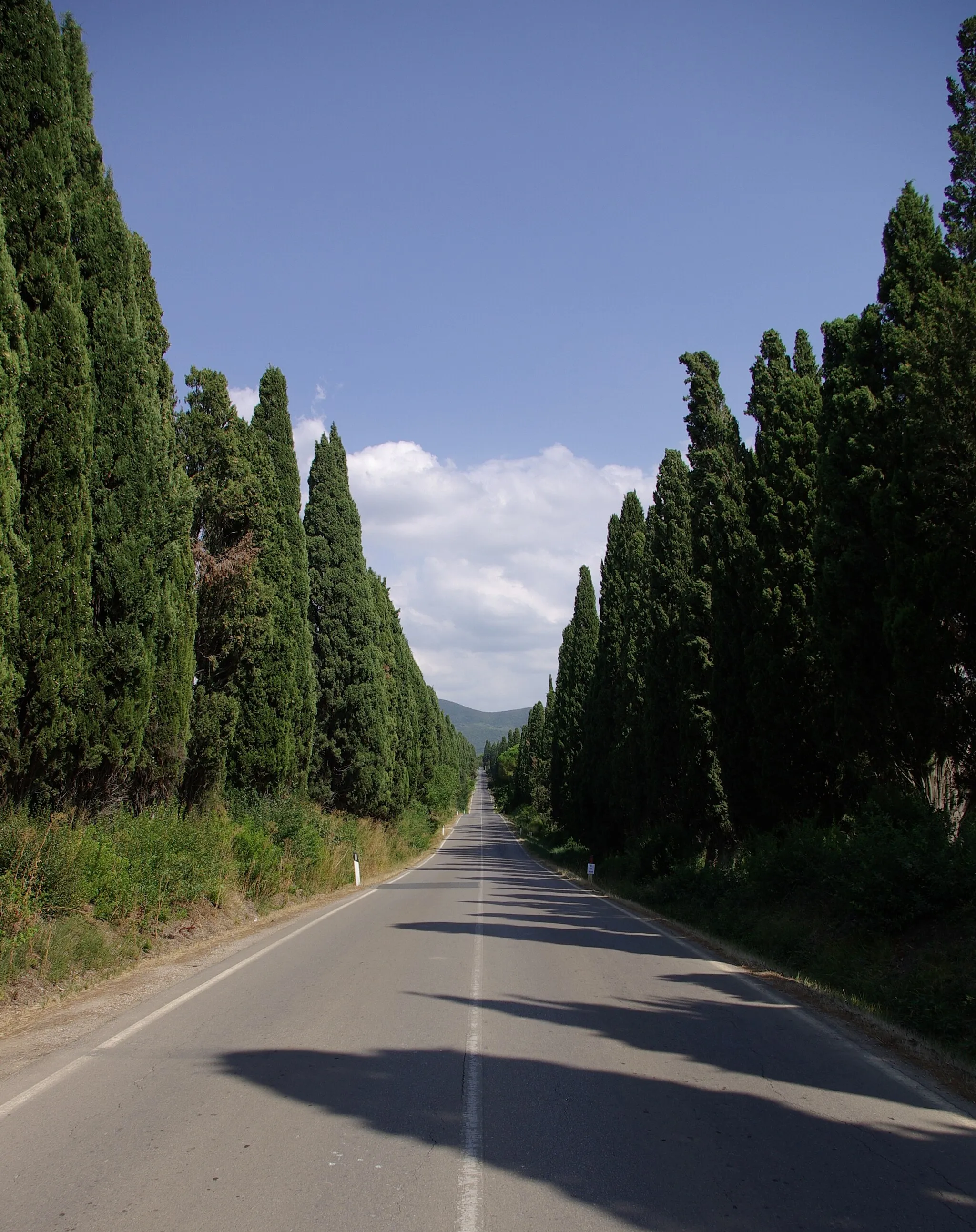 Photo showing: Zypressenallee bei Bolgheri (Castagneto Carducci)