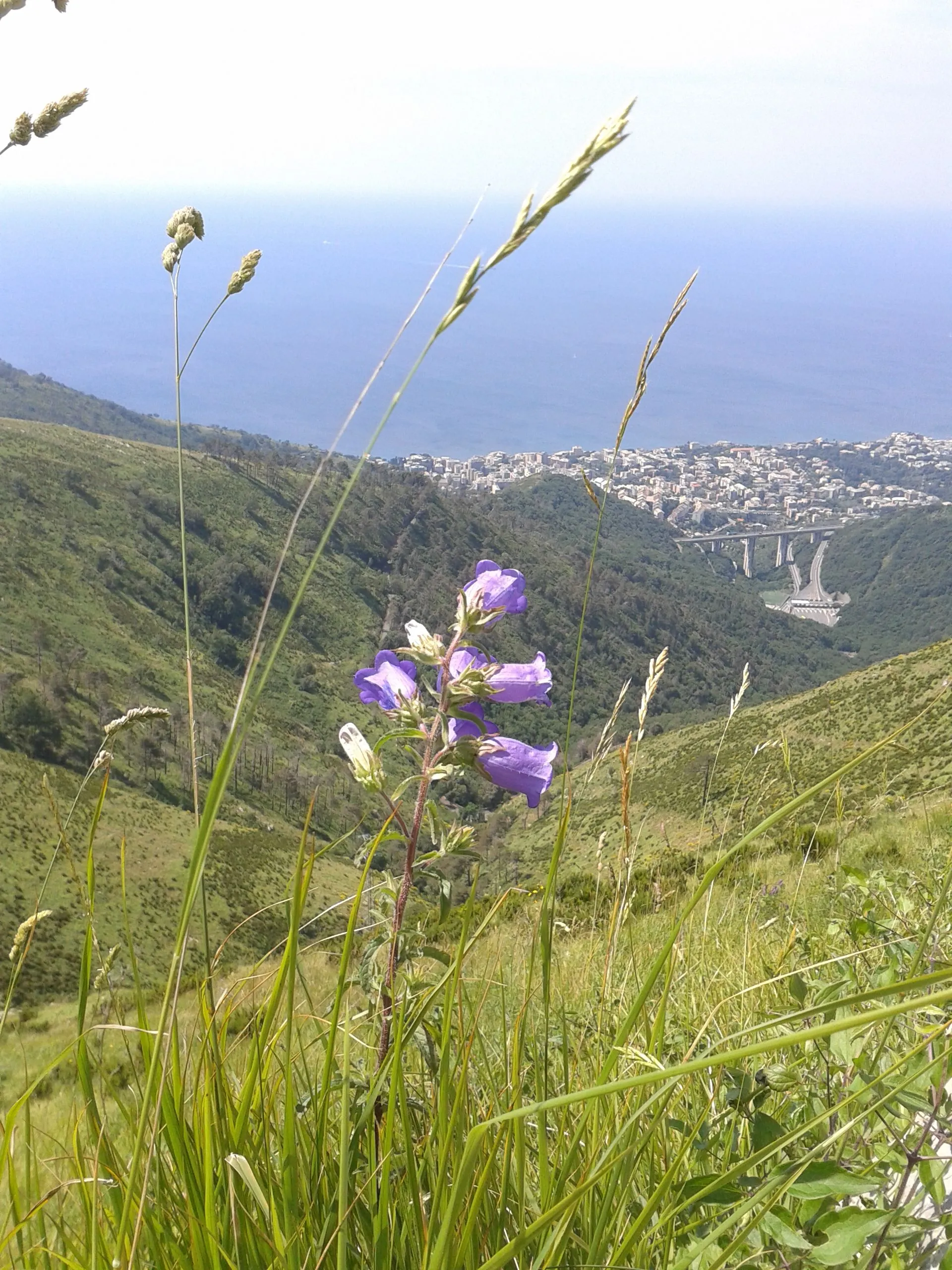 Photo showing: Campanula medium, monte Fasce, 2014