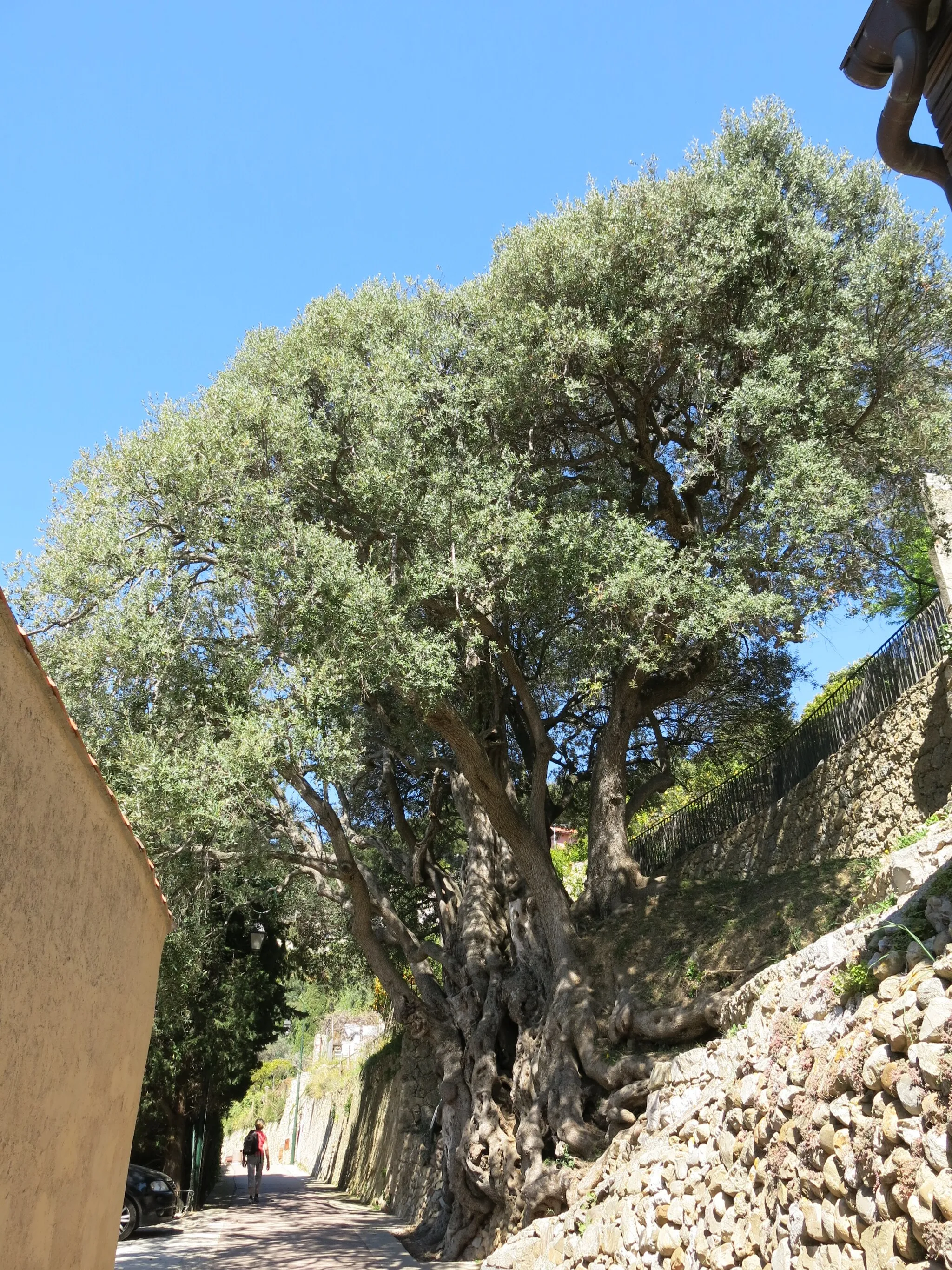 Photo showing: The millenium olive tree in Roquebrune-Cap-Martin (Alpes-Maritimes, France) showing that it grows along the wall.