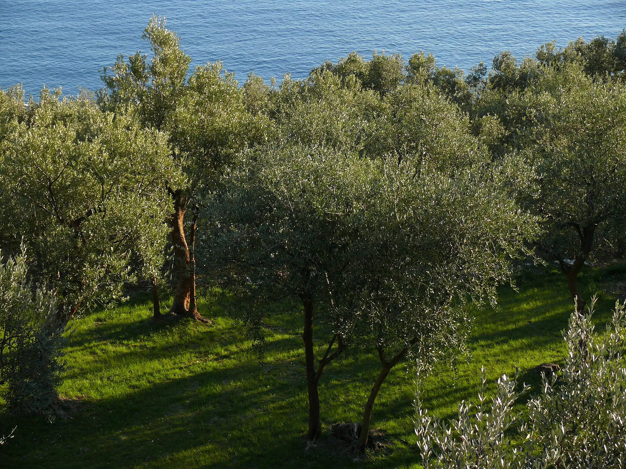 Photo showing: Olivi nella provincia di Genova in Liguria.