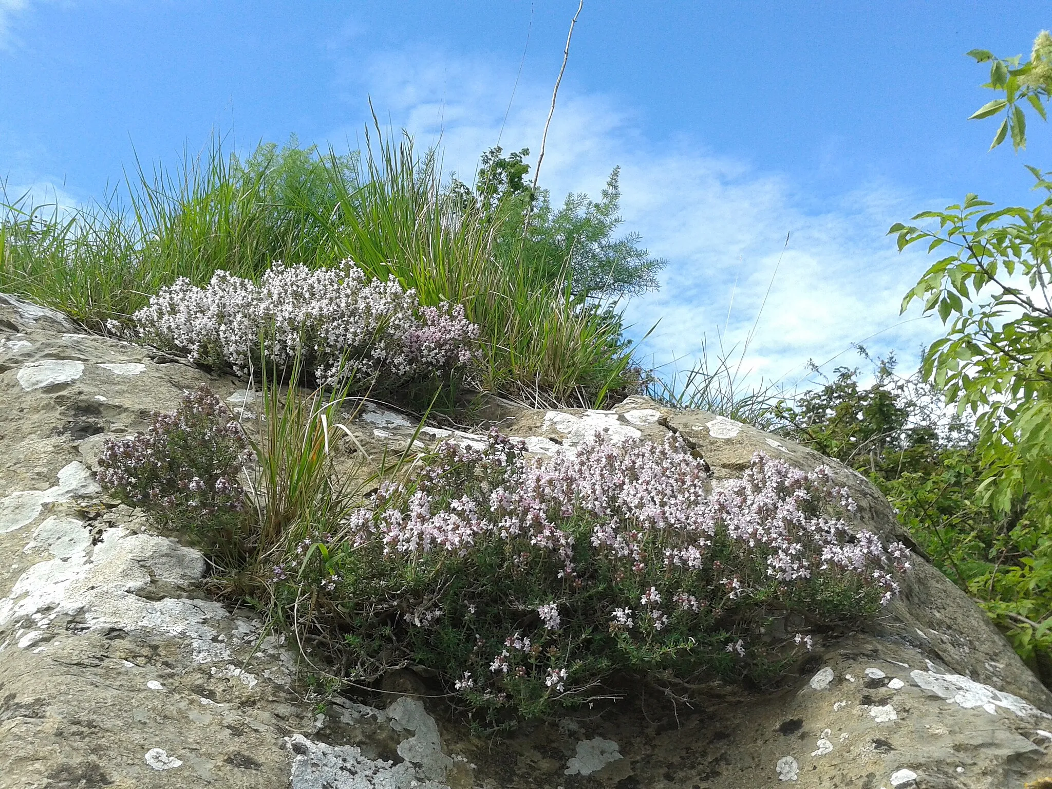 Photo showing: Thymus vulgaris, Monte Fasce, 2014