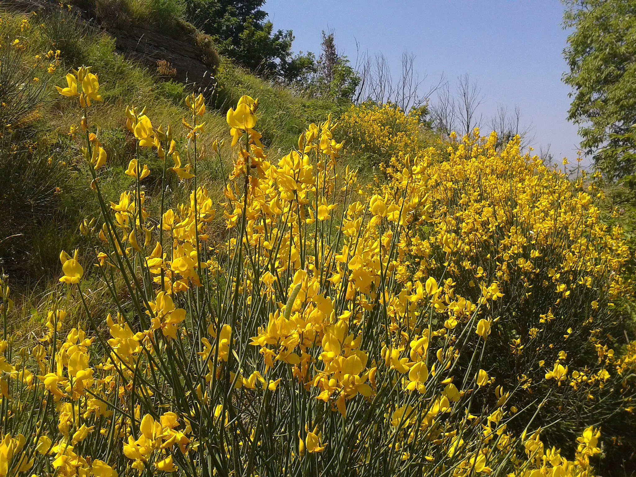 Photo showing: Ulex europaeus, monte Fasce, 2014