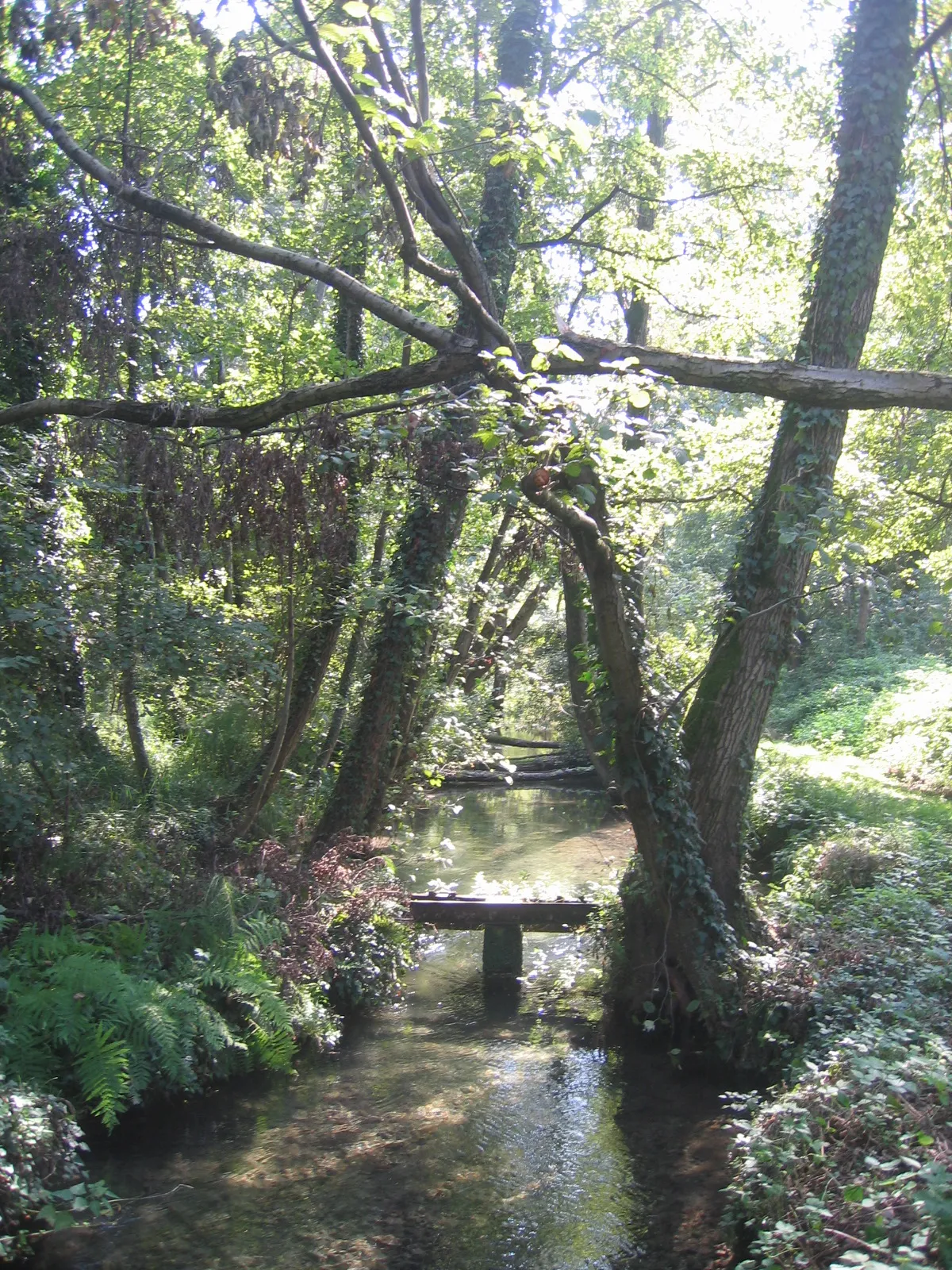 Photo showing: Piccola Robbia nei boschi di Corneliano Bertario (MI)