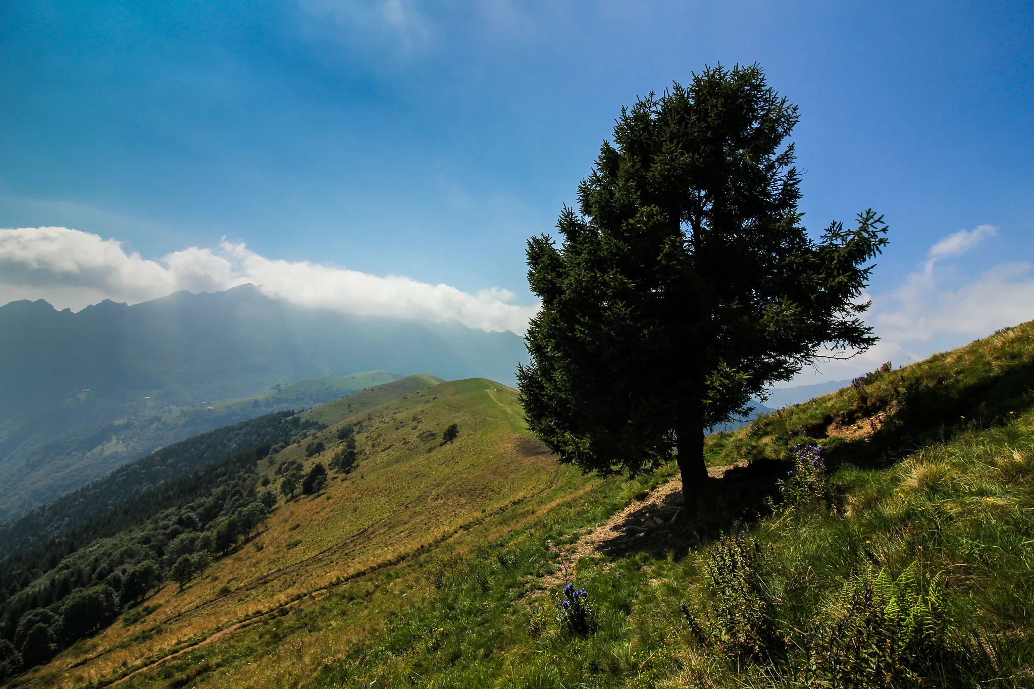 Photo showing: 500px provided description: "Big trees path" - Google: "Sentiero dei grandi alberi" [#sky ,#landscape ,#blue ,#green ,#mountain ,#cluds ,#Tree ,#morterone ,#sentiero grandi alberi]