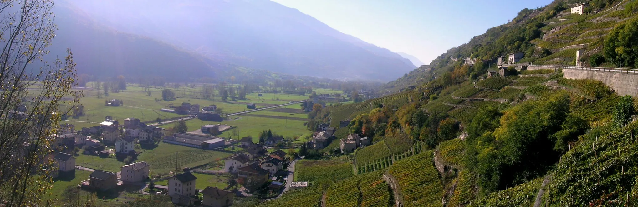 Photo showing: Vineyards - Valgella di Teglio (Sondrio)