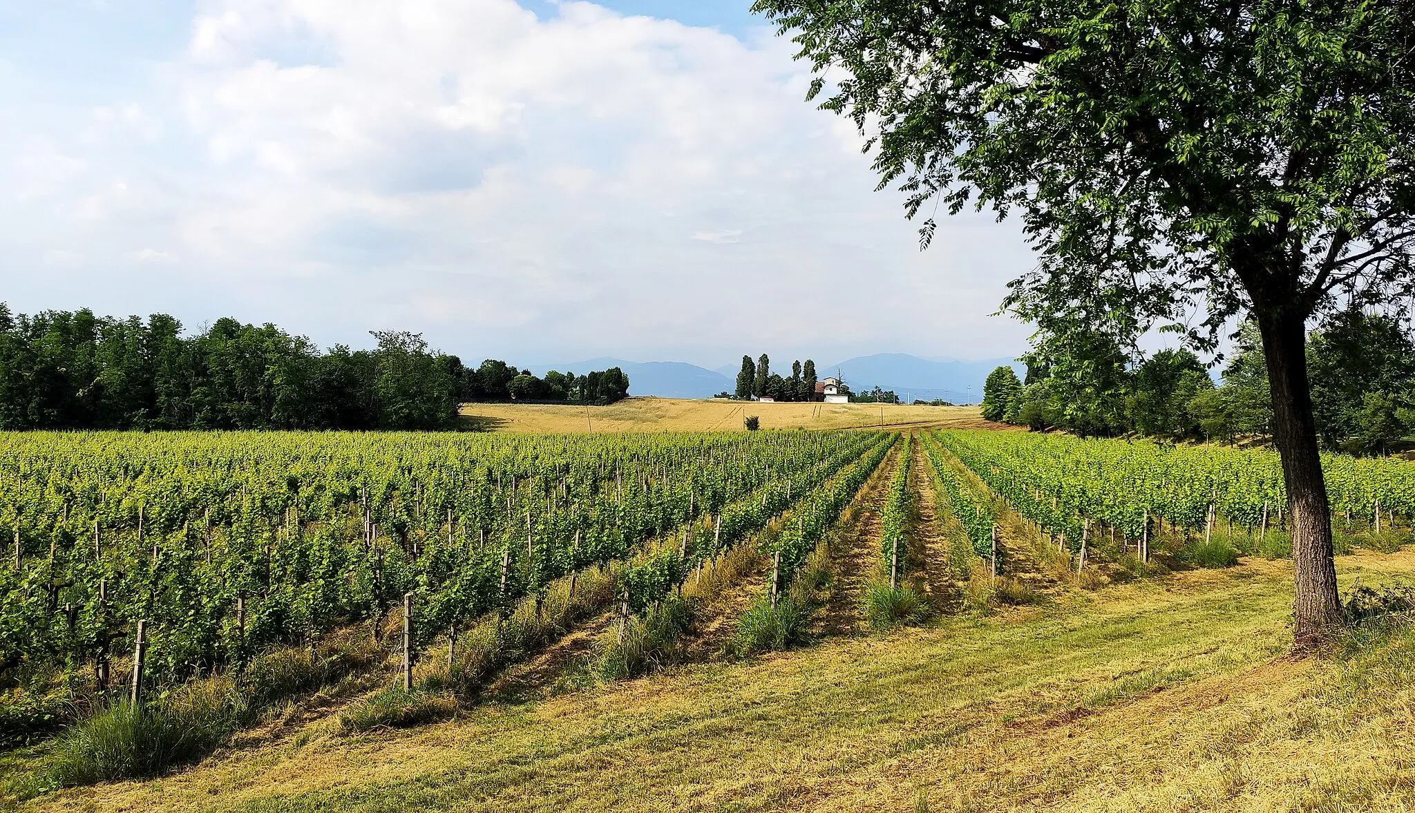 Photo showing: Vineyard in Capriano del Colle, Monte Netto