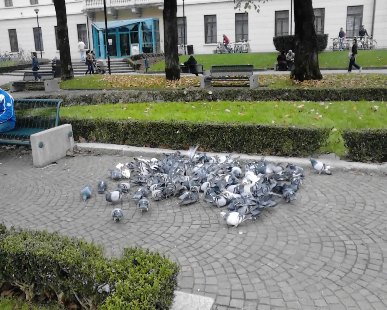 Photo showing: Pigeons in Lissone ITALY