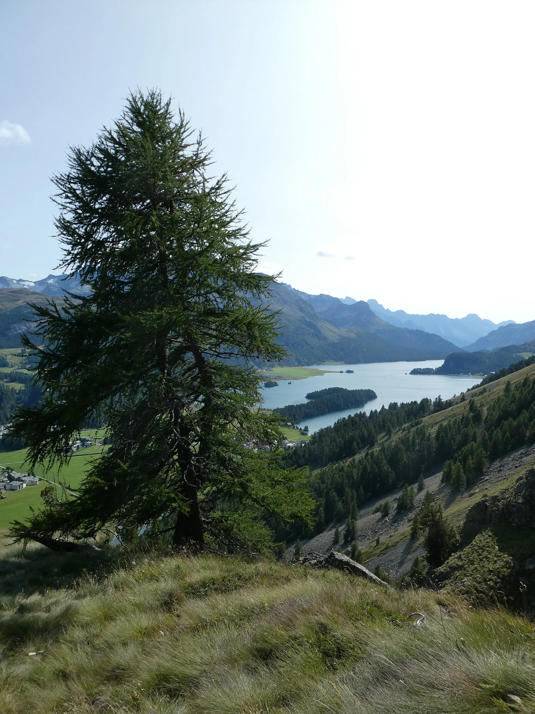 Photo showing: Lake sils, picture taken from the hiking path to Lej da la Tscheppa (Sils im Engadin/Segl, Grison, Switzerland)