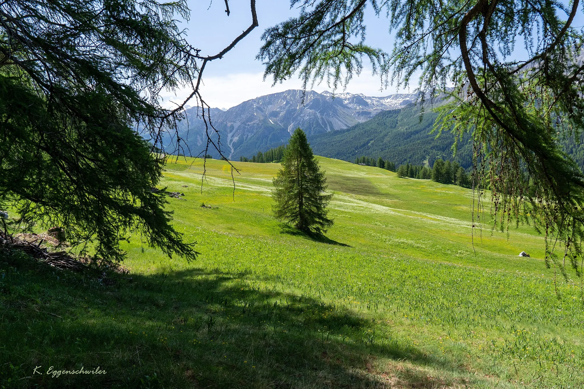 Photo showing: Im Biosphären Reservat Val Müstair im Kanton Graubünden gedeiht diese stattliche Lärche auf rund 1950m üNN