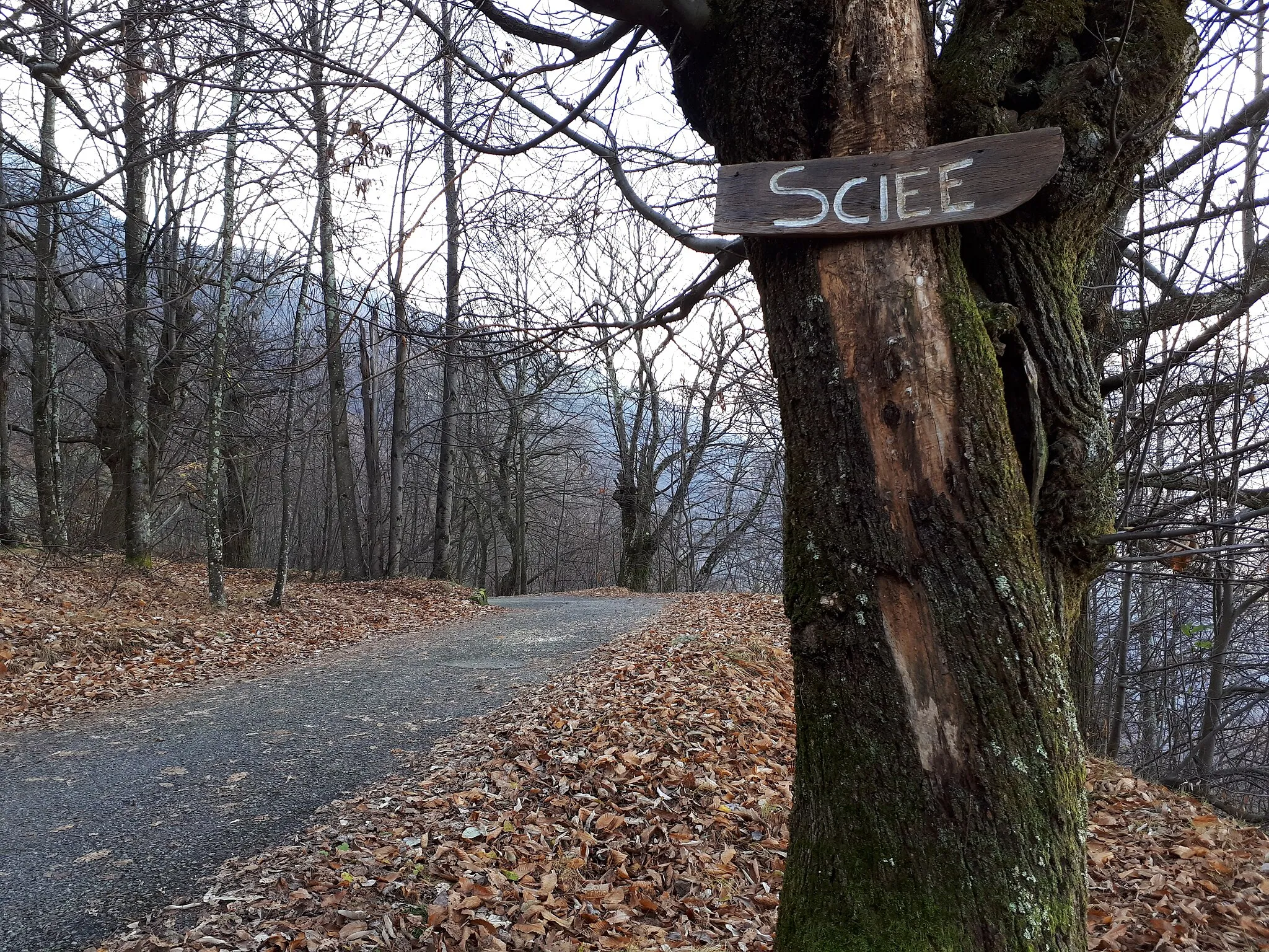 Photo showing: Targa con nome di località SCIEE, affissa ad un albero sulla strada per Nessa, in un tratto percorso dalla Via dei Monti Lariani 4.