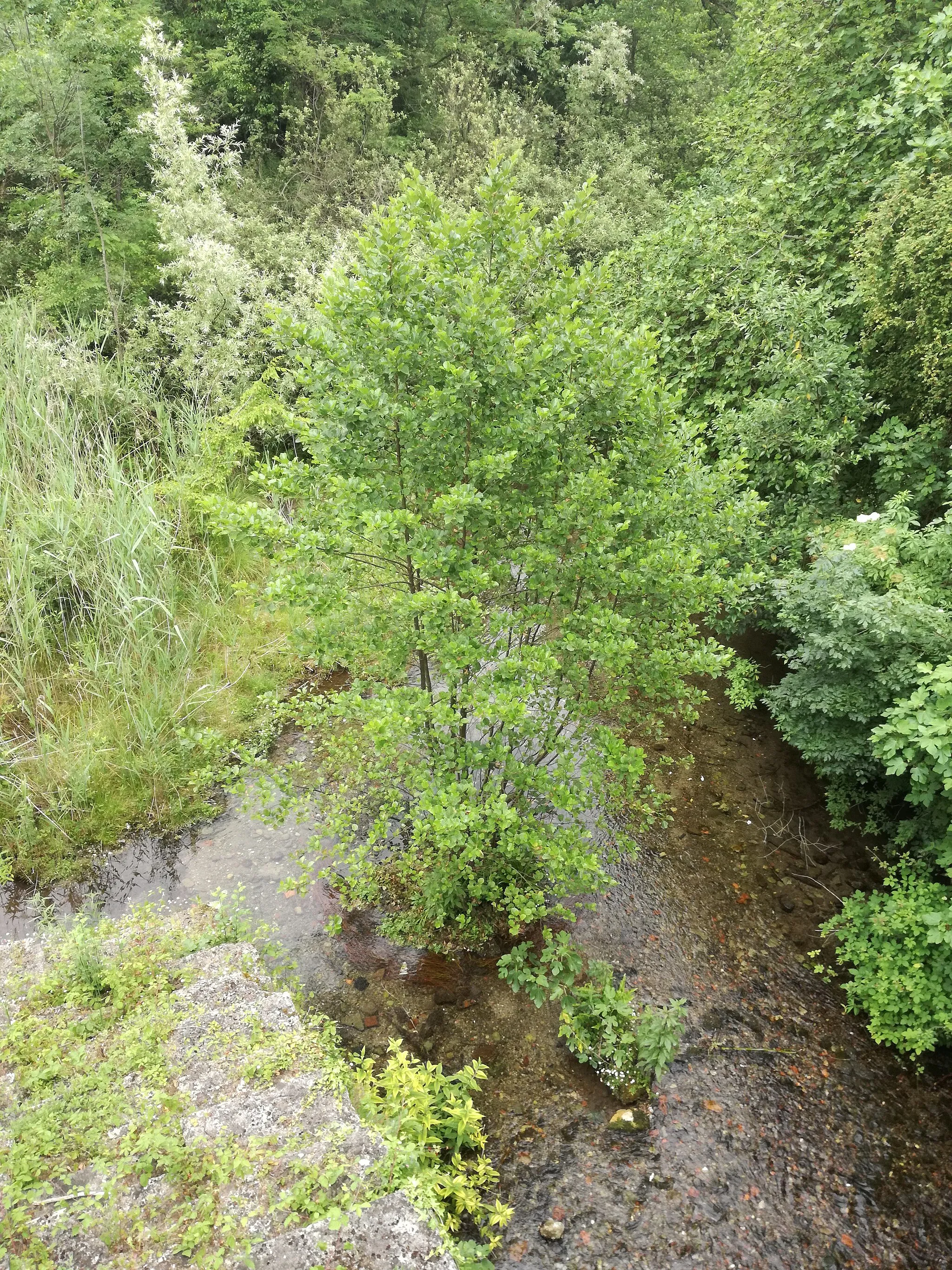 Photo showing: Ontano alla pro loco di Cornate d'Adda