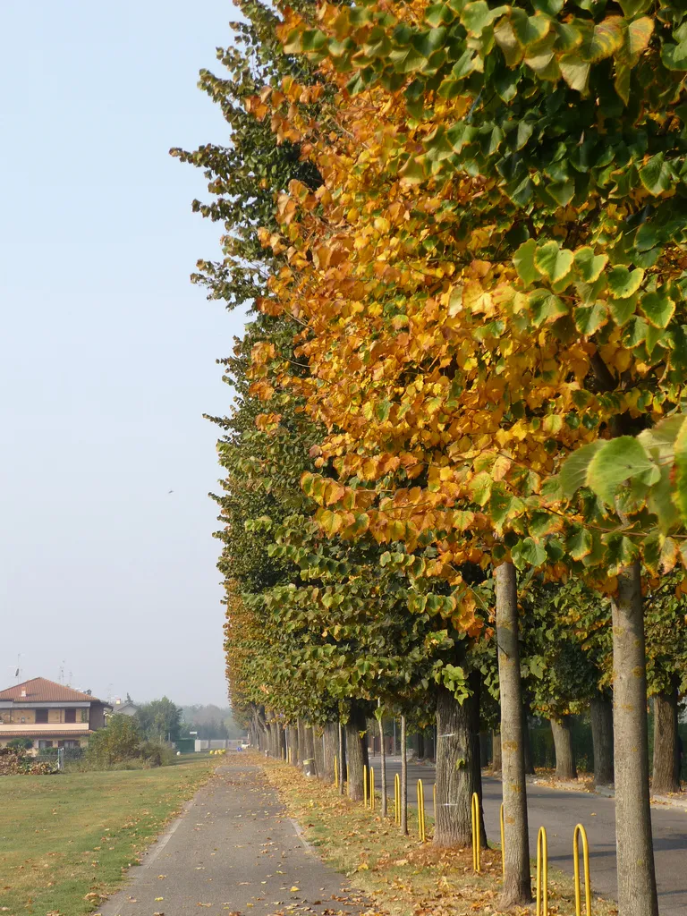 Photo showing: Viale Roma, la via principale di Castiraga Vidardo (LO), caratterizzato dai suoi Tigli storici che lo fiancheggiano su entrambi i lati. Il viale è considerato uno dei simboli del paese.