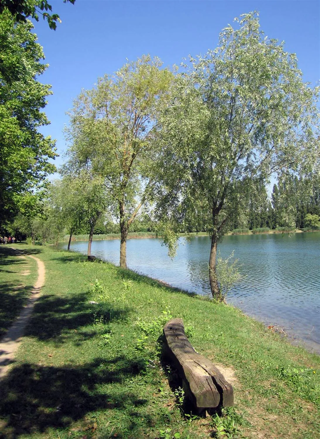 Photo showing: Riconosciuto nel 1990 come “bene ambientale di interesse sovracomunale” dalla Giunta Regionale Lombarda ed inserito nel SIPOM (Sistema Parchi Oltrepò Mantovano), il Parco San Lorenzo è una riserva naturalistica che si identifica come sede della natura e dell’identità padana. Il parco ha un’estensione complessiva di 54 ettari, di cui 7 occupati da un’area archeologica romana (II sec. a.C. – IV sec. d.C.), al centro della quale è insediata la matildica pieve di San Lorenzo.
Tre laghetti, originati dalle escavazioni di argilla operate dalla fornace “Ca’ Rossa” fino alla fine degli anni ’80, conferiscono al parco la sua tipica fisionomia. Due di questi specchi d’acqua molto profondi, circondati da fasce di terreno e fiancheggiati dal canale di bonifica dell’Agro Mantovano-Reggiano, sono destinati alla pesca sportiva, mentre il terzo è adibito ad oasi naturale.

La zona di maggiore rilevanza naturalistica è – appunto - l’Oasi Falconiera, in cui trovano dimora uccelli di varie speci, osservabili grazie ai punti attrezzati per il birdwatching. Oltre a pesci e volatili, la fauna del parco è ricchissima di insetti, anfibi e mammiferi. Proprio per questo il sito è di grande importanza per le sue potenzialità didattiche e culturali, per la ricca opportunità ricreativa e turistica, tutta da scoprire.