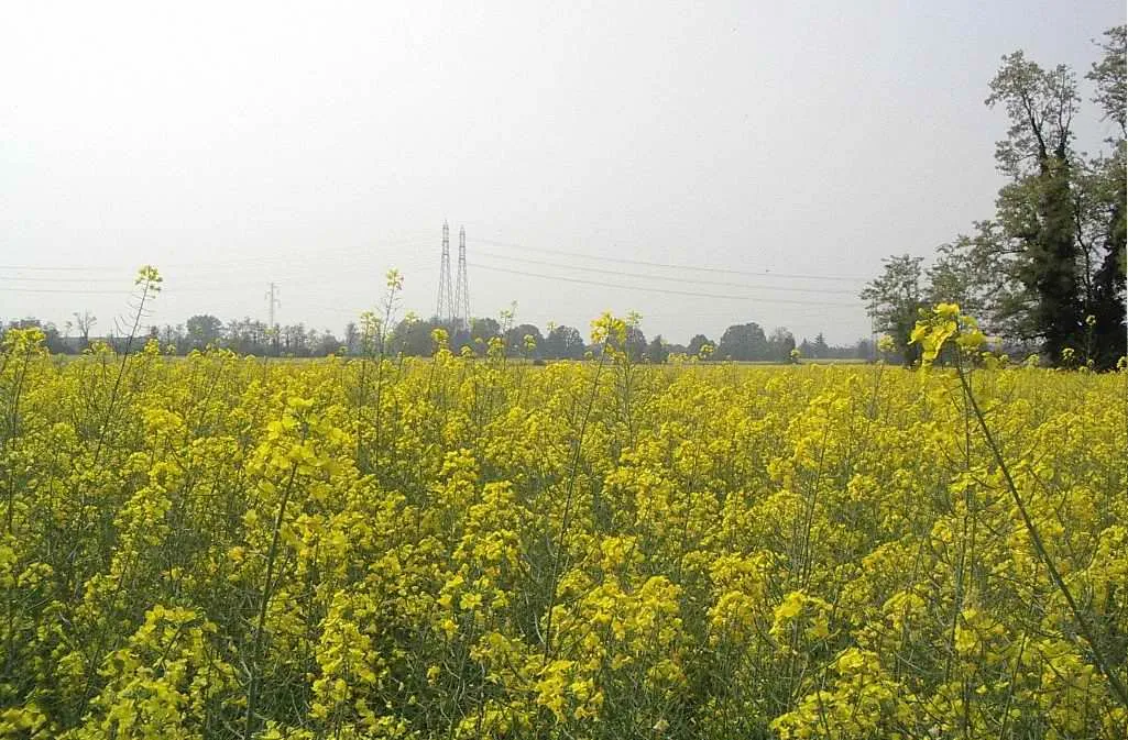 Photo showing: a field of rapeseed in the village of Dresano, Italy