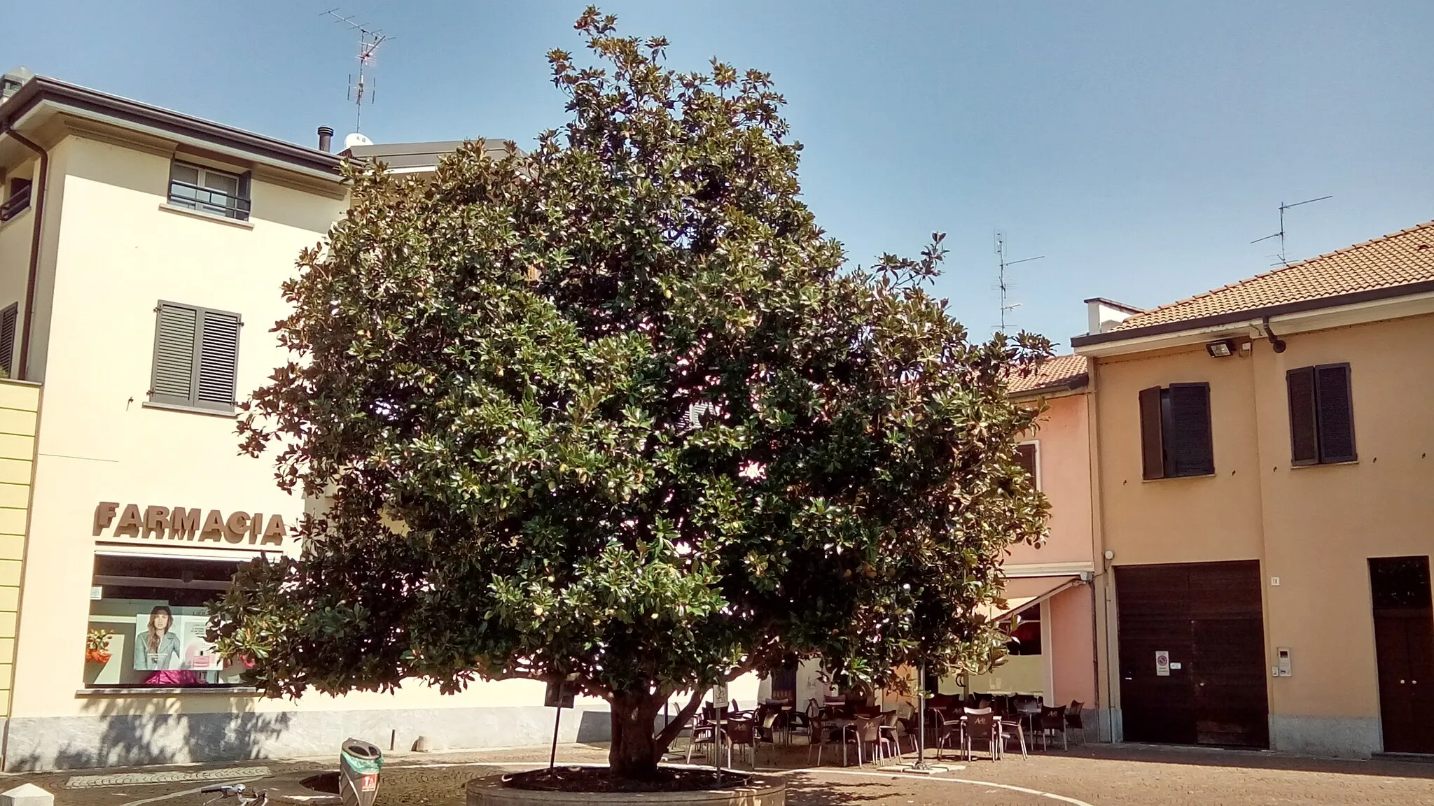 Photo showing: Magnolia grandiflora, Cernusco sul Naviglio, piazza Matteotti, 2018