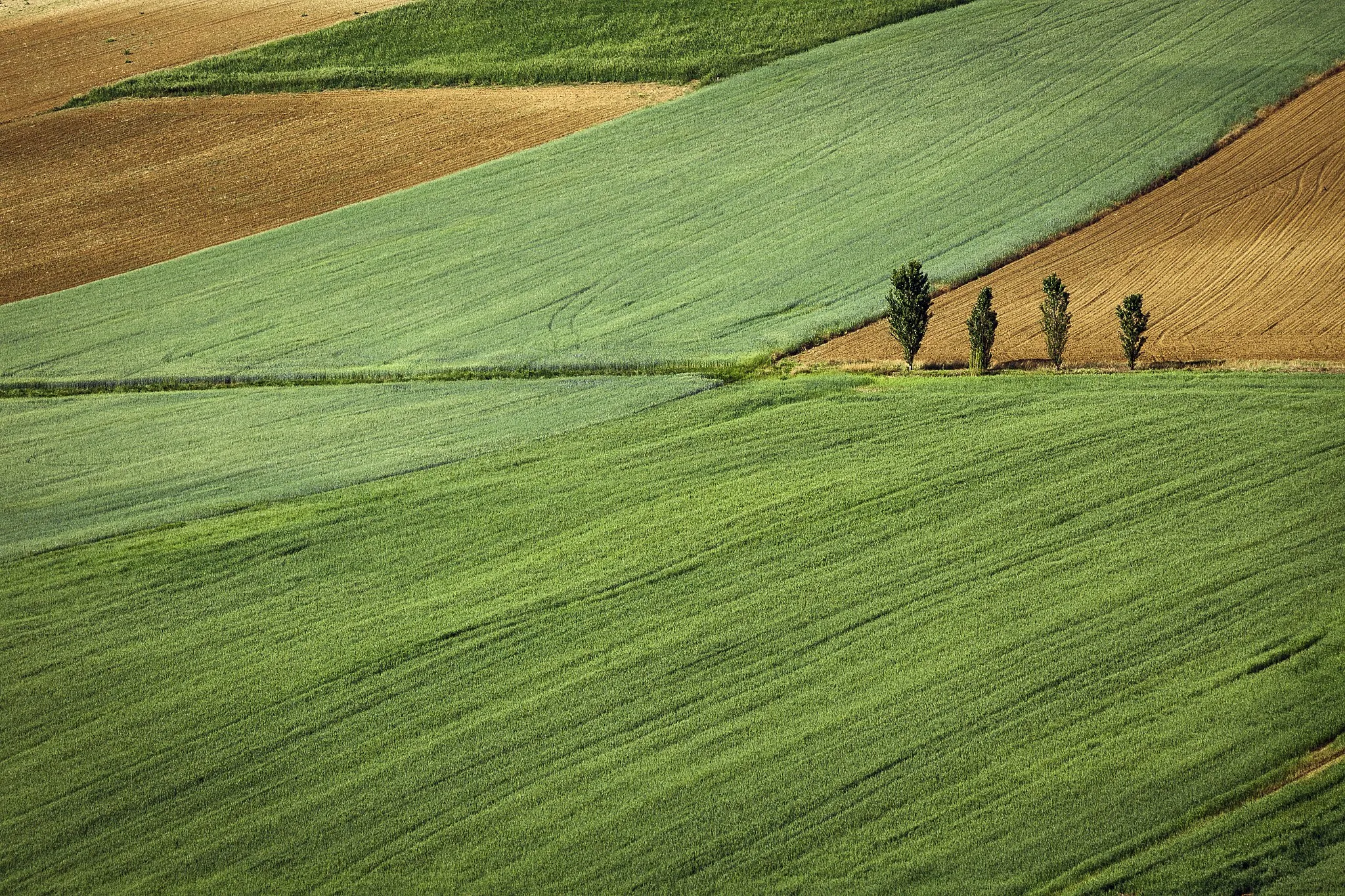 Photo showing: San Salvatore Monferrato, Italy