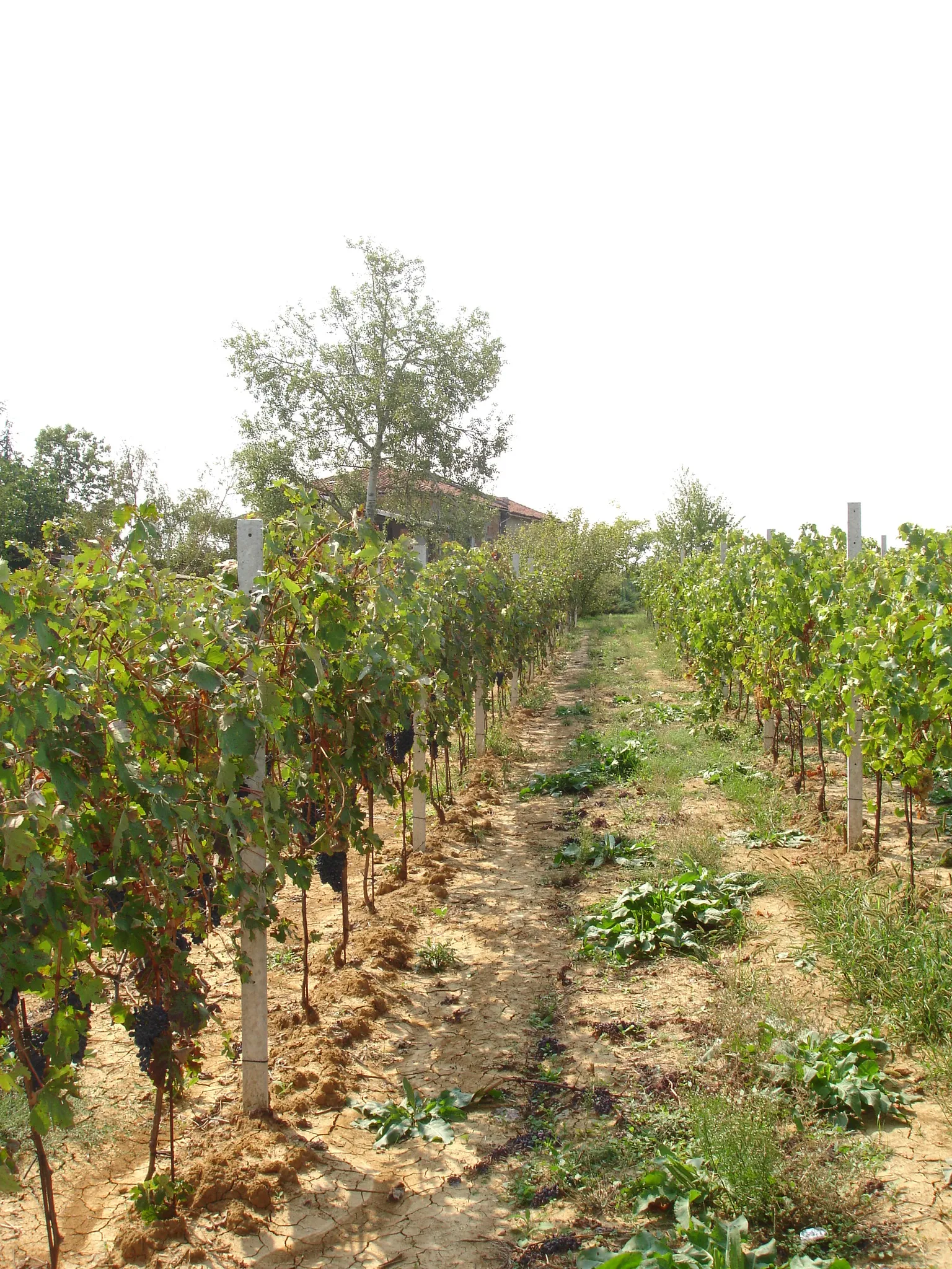 Photo showing: Una vigna a San Rocco di Gamalero (AL)