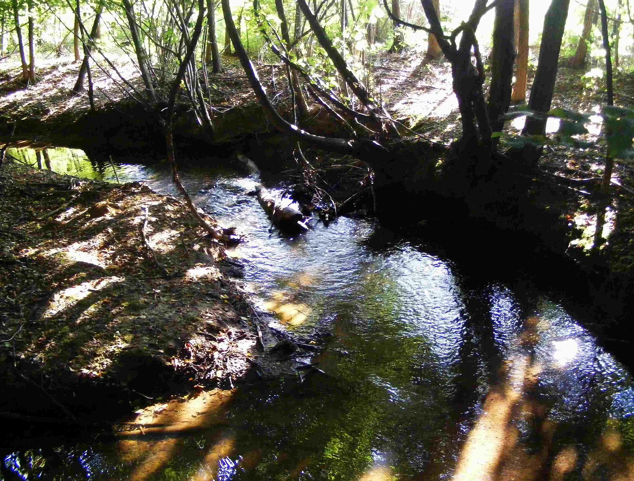 Photo showing: Guarabione creek crossing the Baraggia between Rovasenda (VC) and Brusnengo (BI); Italy