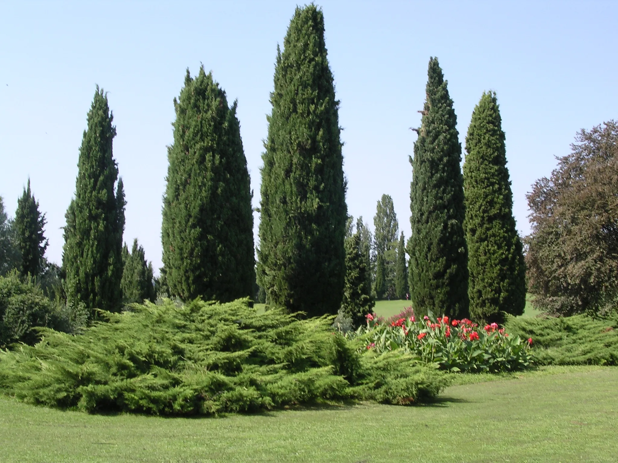 Photo showing: Gruppo di cipressi nel Parco Giardino Sigurtà.