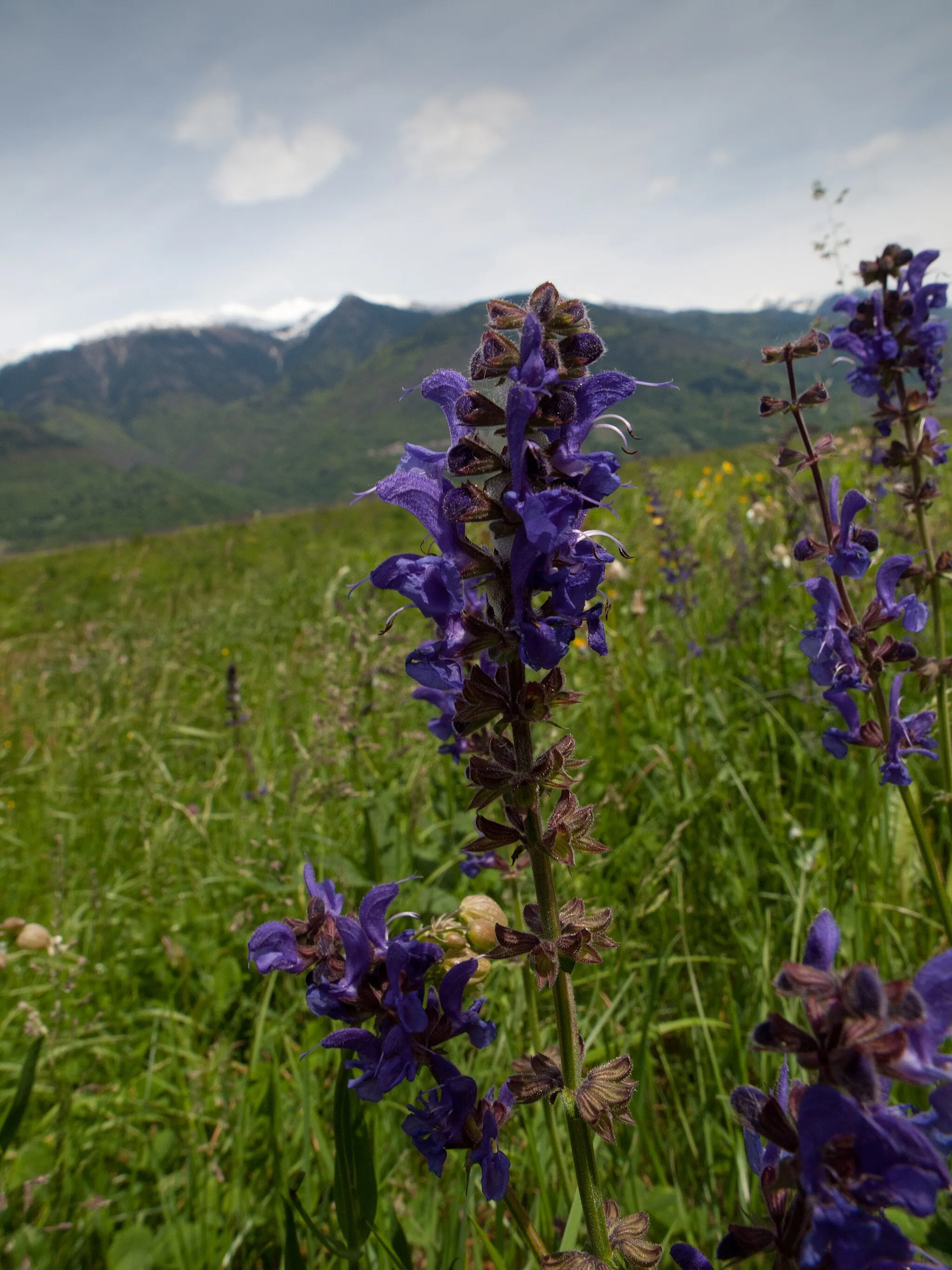 Photo showing: Meadow Clary (Salvia pratensis) Sirta di Forcola Valtellina, Italy