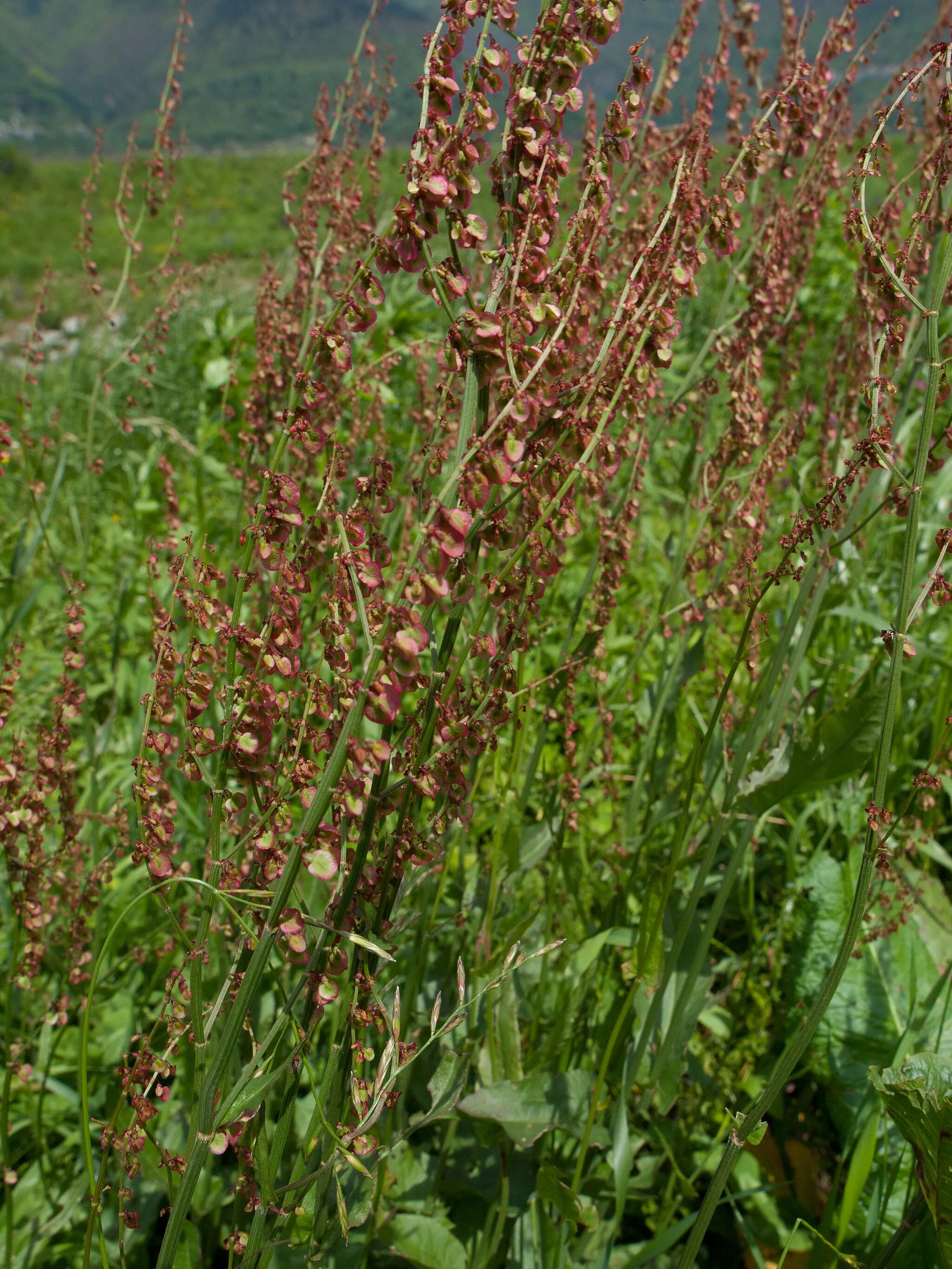 Photo showing: Rumex acetosella