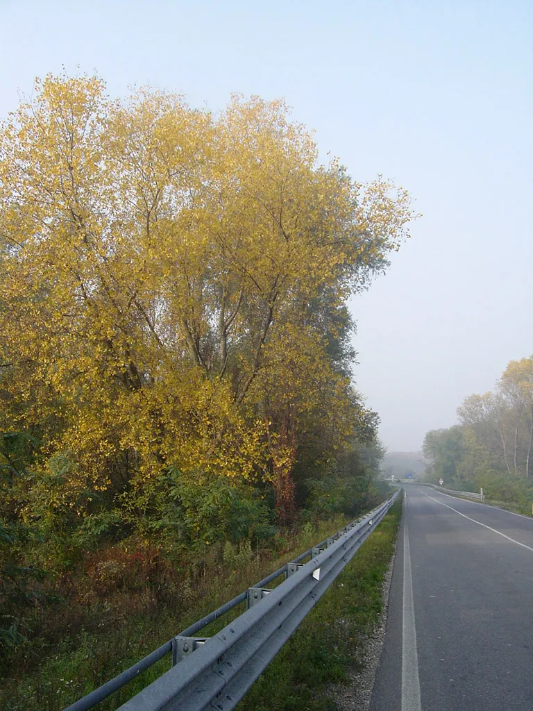 Photo showing: Viale Primo Maggio 10/2005